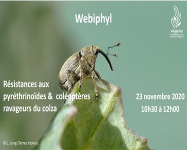 webiphyl