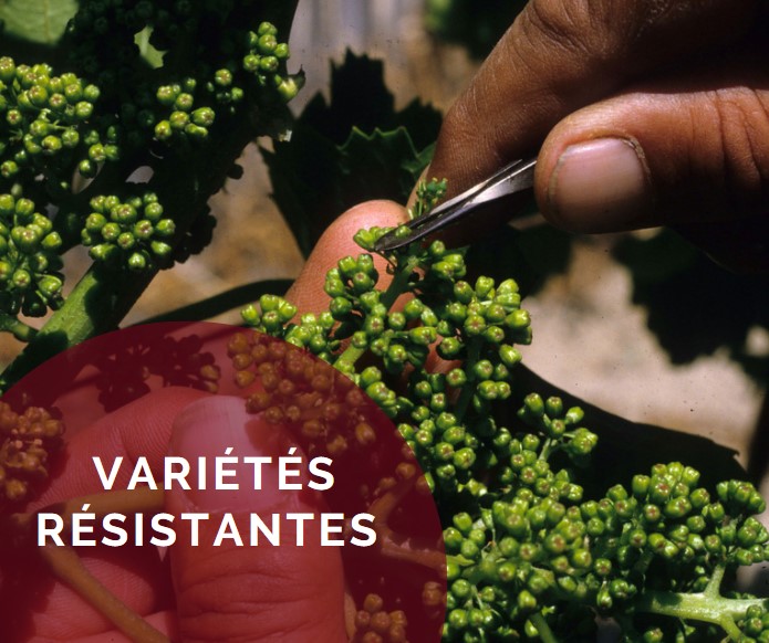 Variétés résistantes