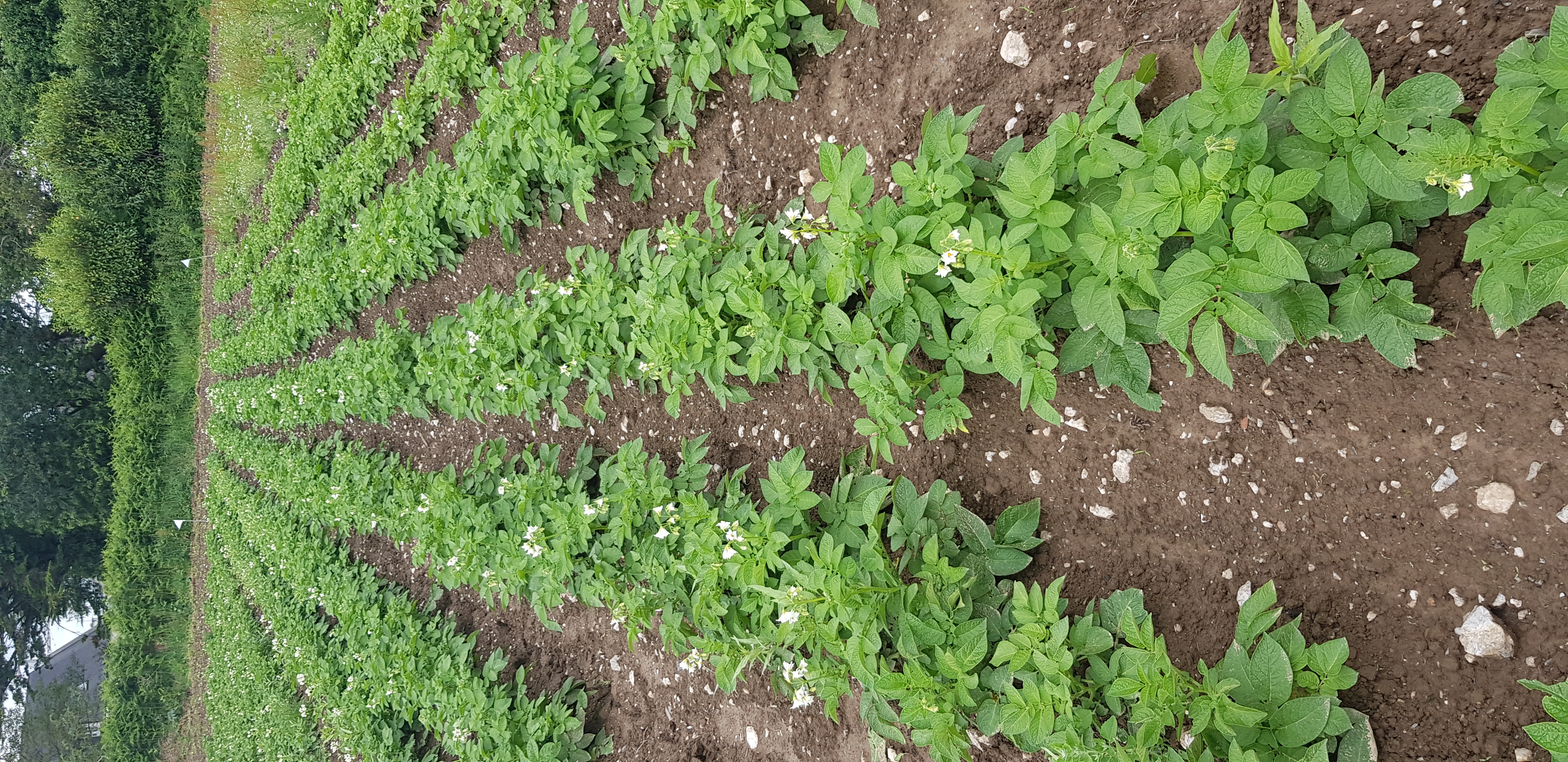 Pomme de terre SdCref