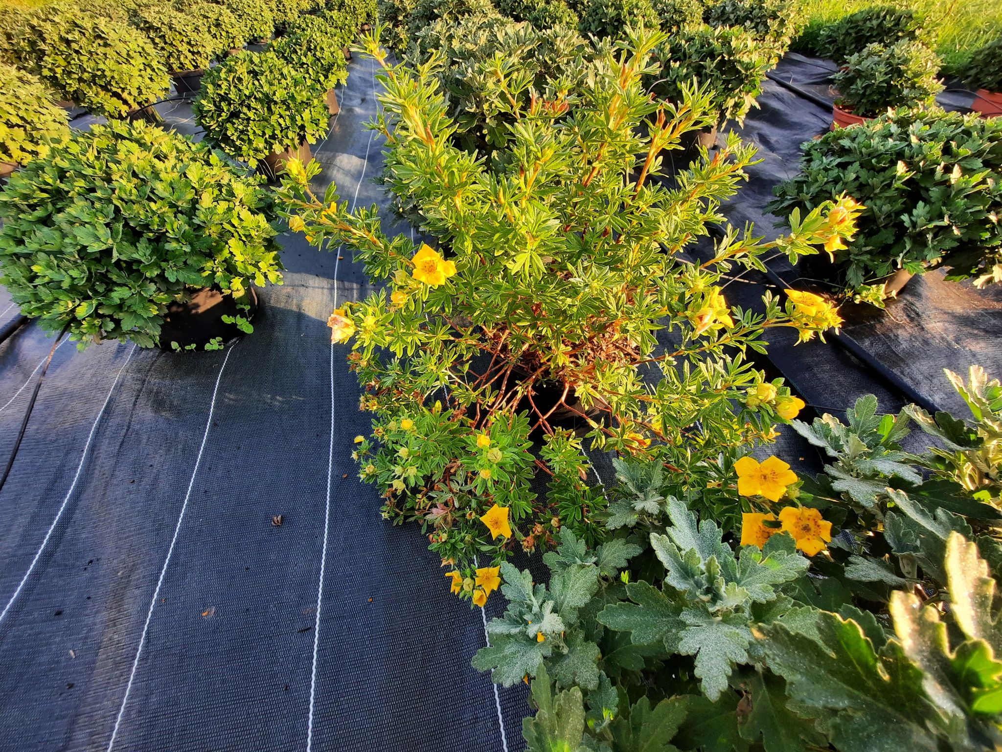 Potentille en culture de Chrysanthèmes