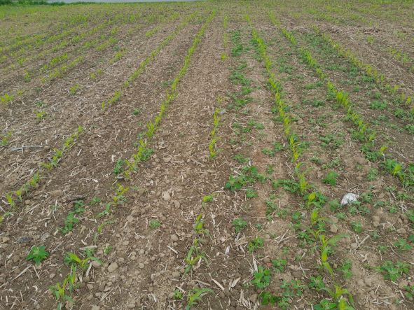 désherbage mécanique sur Maïs (zone témoin à droite)