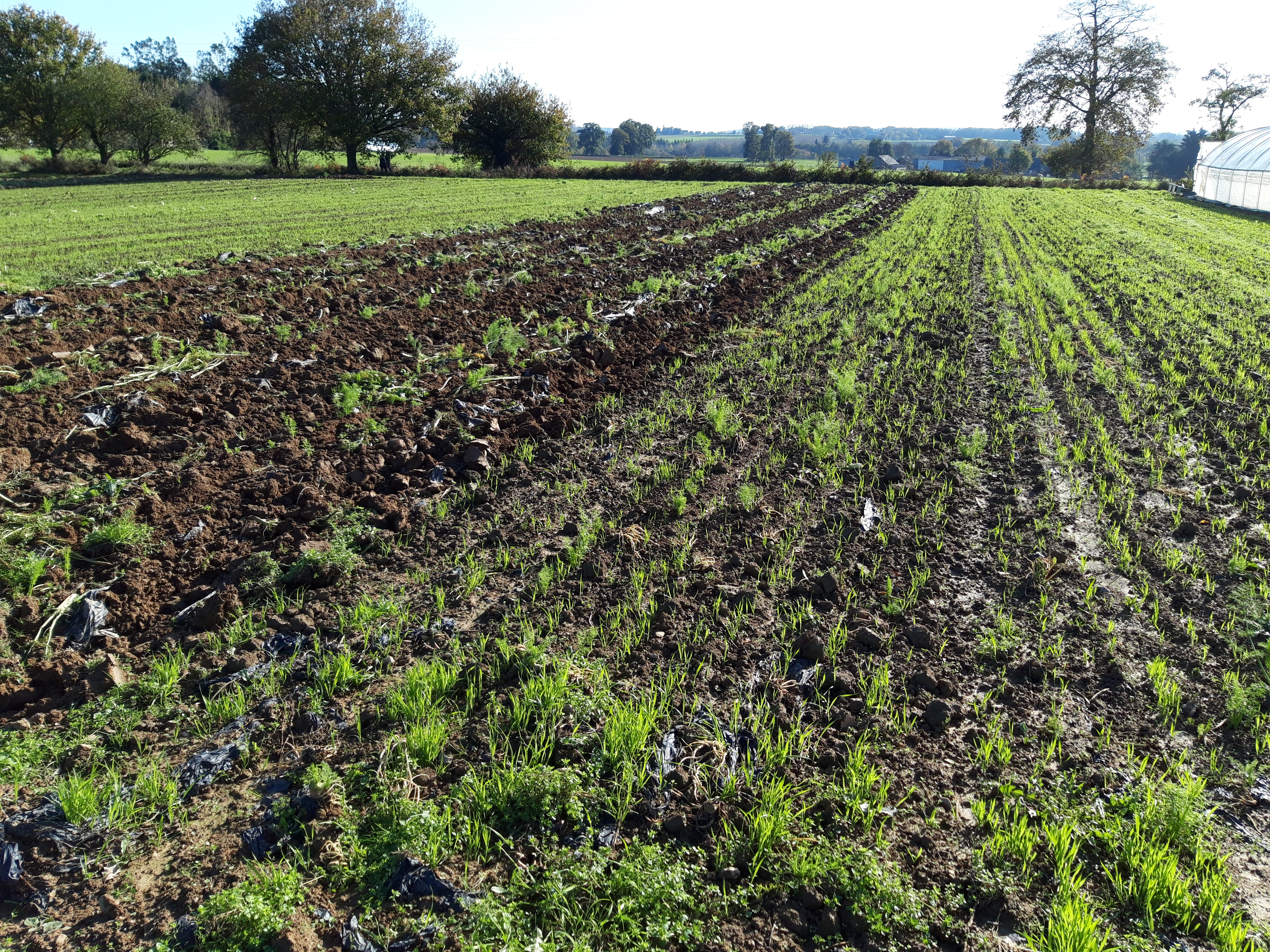 Parcelle avec couvert d'automne (avoine)