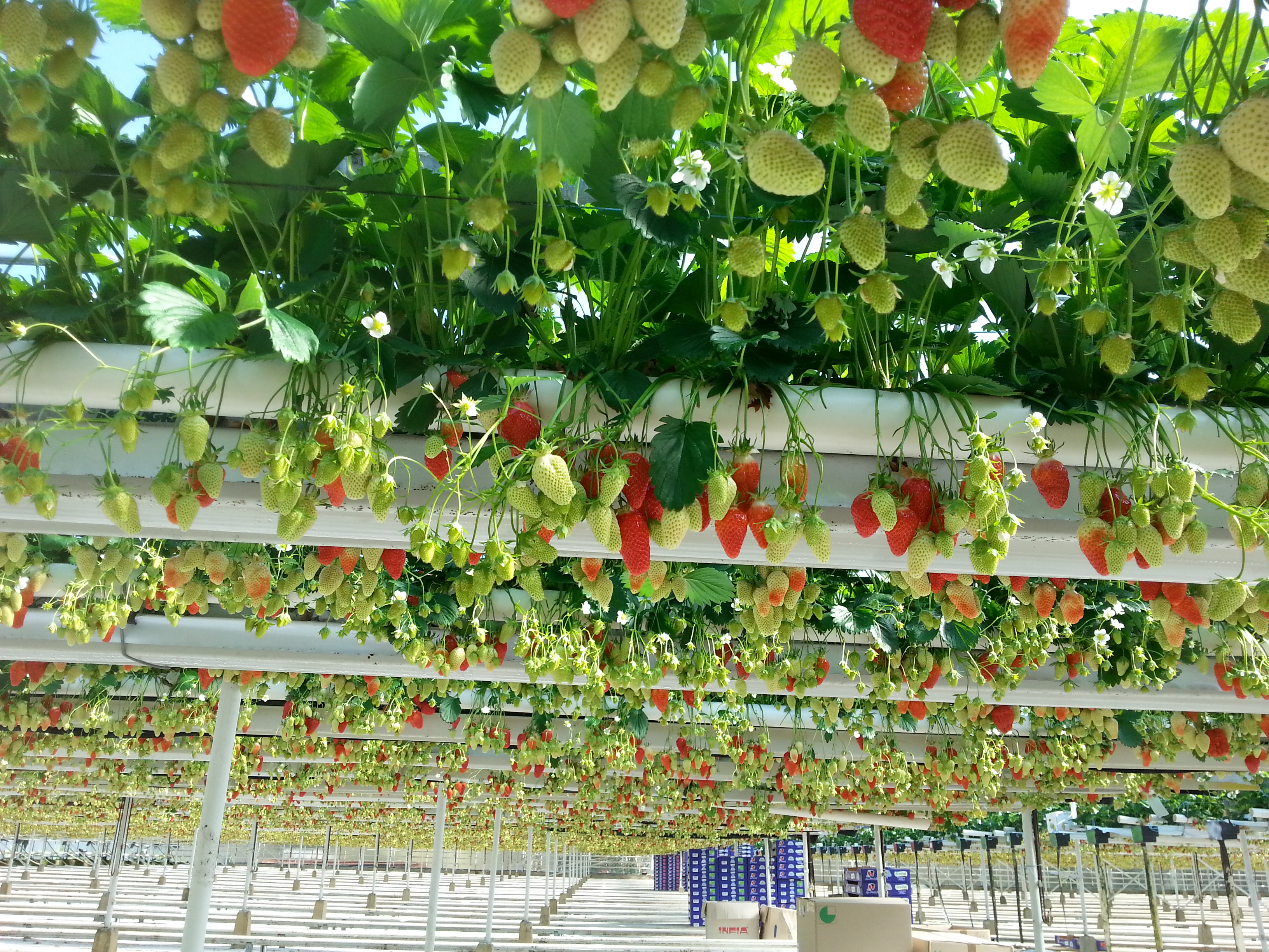 Culture de fraisier hors sol