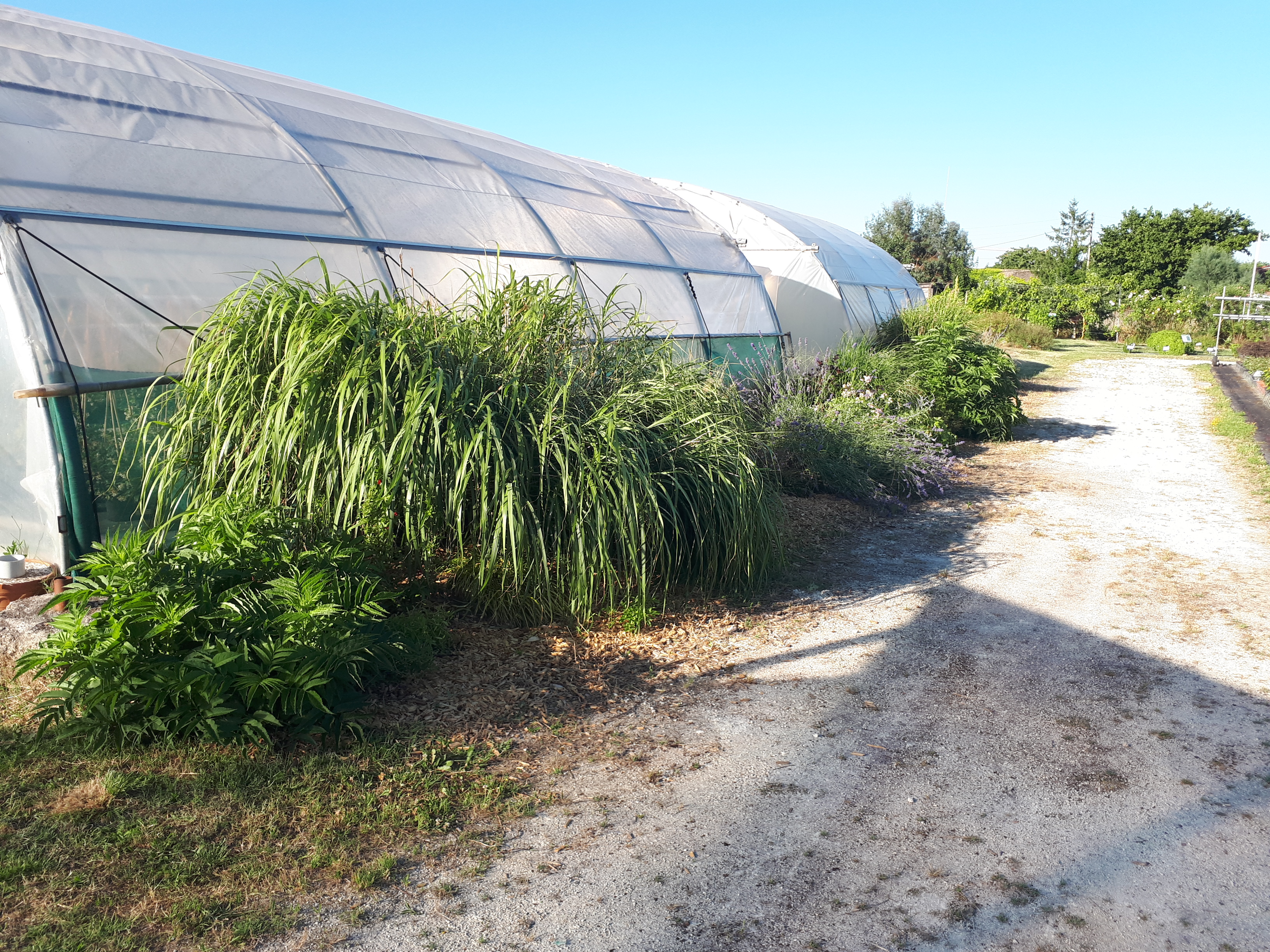 Bordure végétalisée tunnel