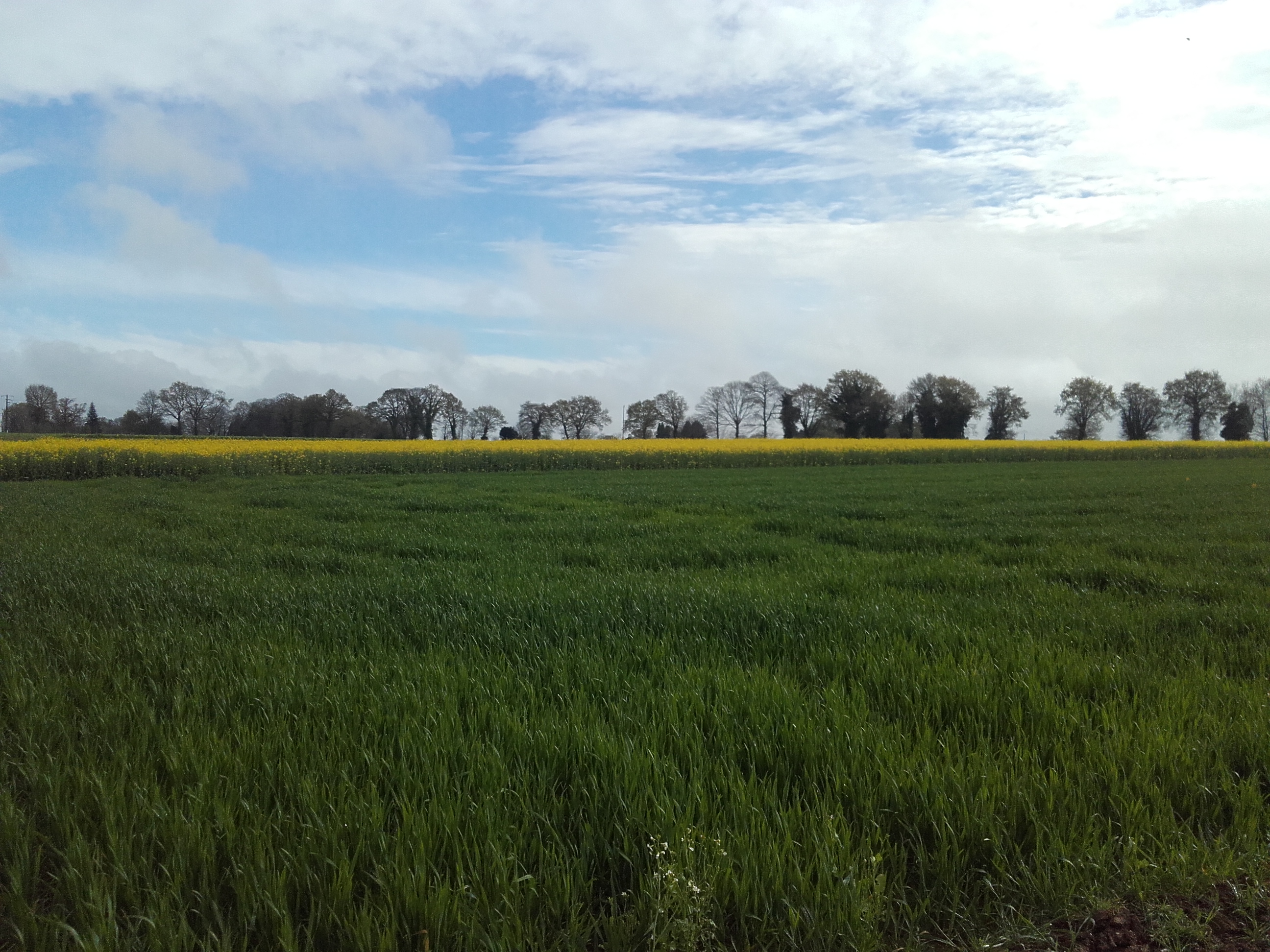 champ de blé au premier plan, de colza au deuxième plan, haie bocagère dans le fond