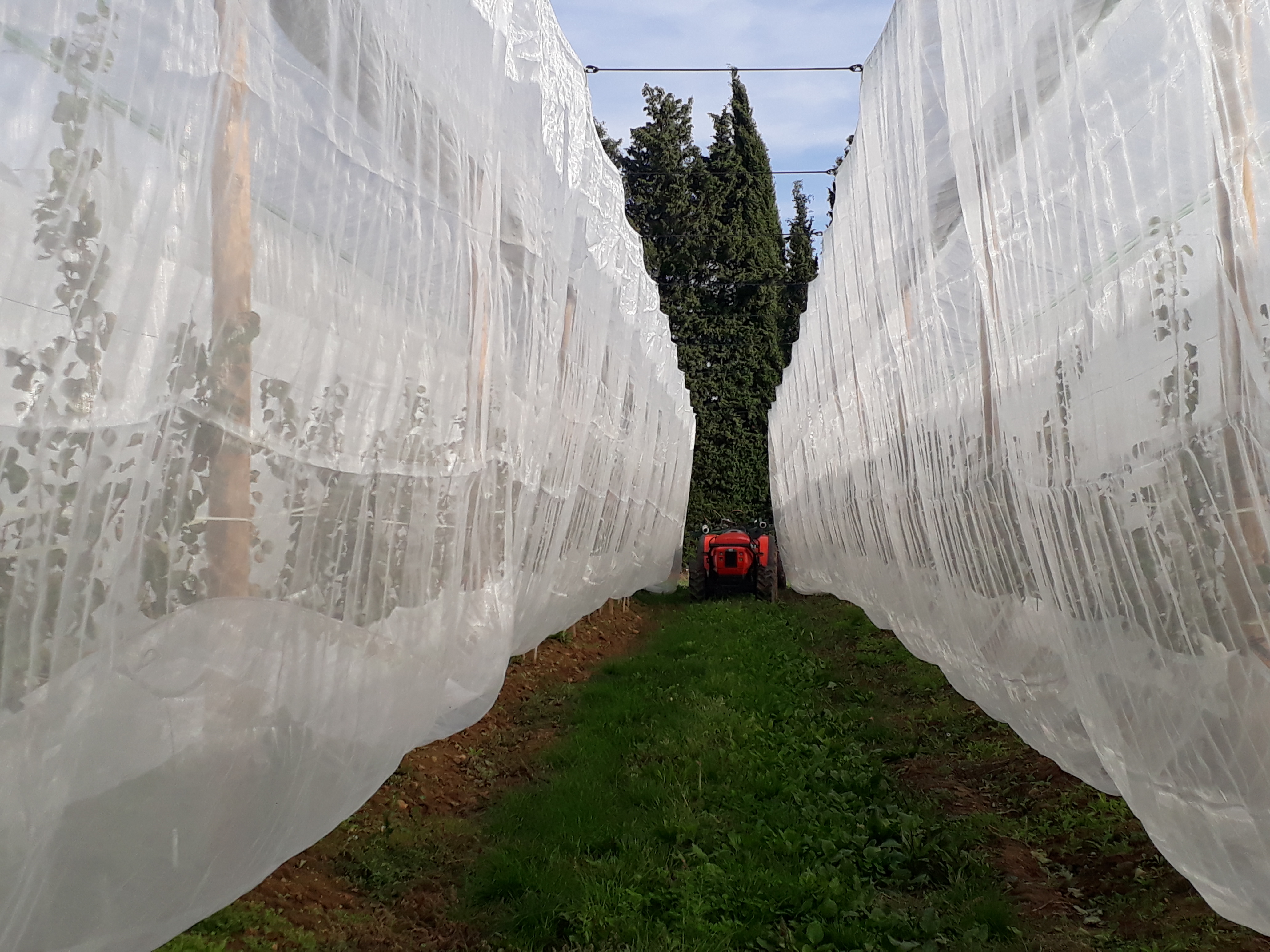 Photographie de la parcelle BIO avec filets dépliés
