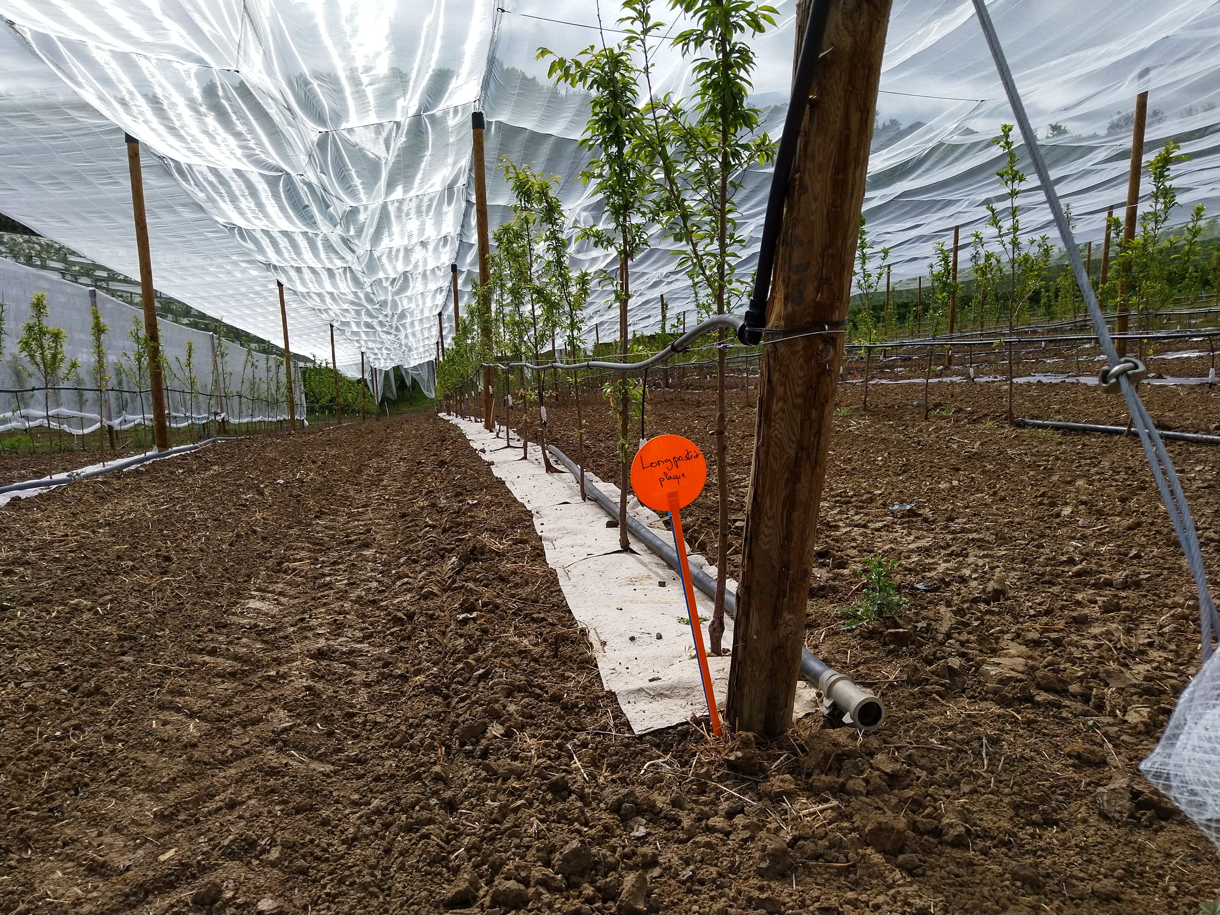 paillage avec une toile tissées en chanvre pour limiter le désherbage et favoriser l'implantation des jeunes arbres.