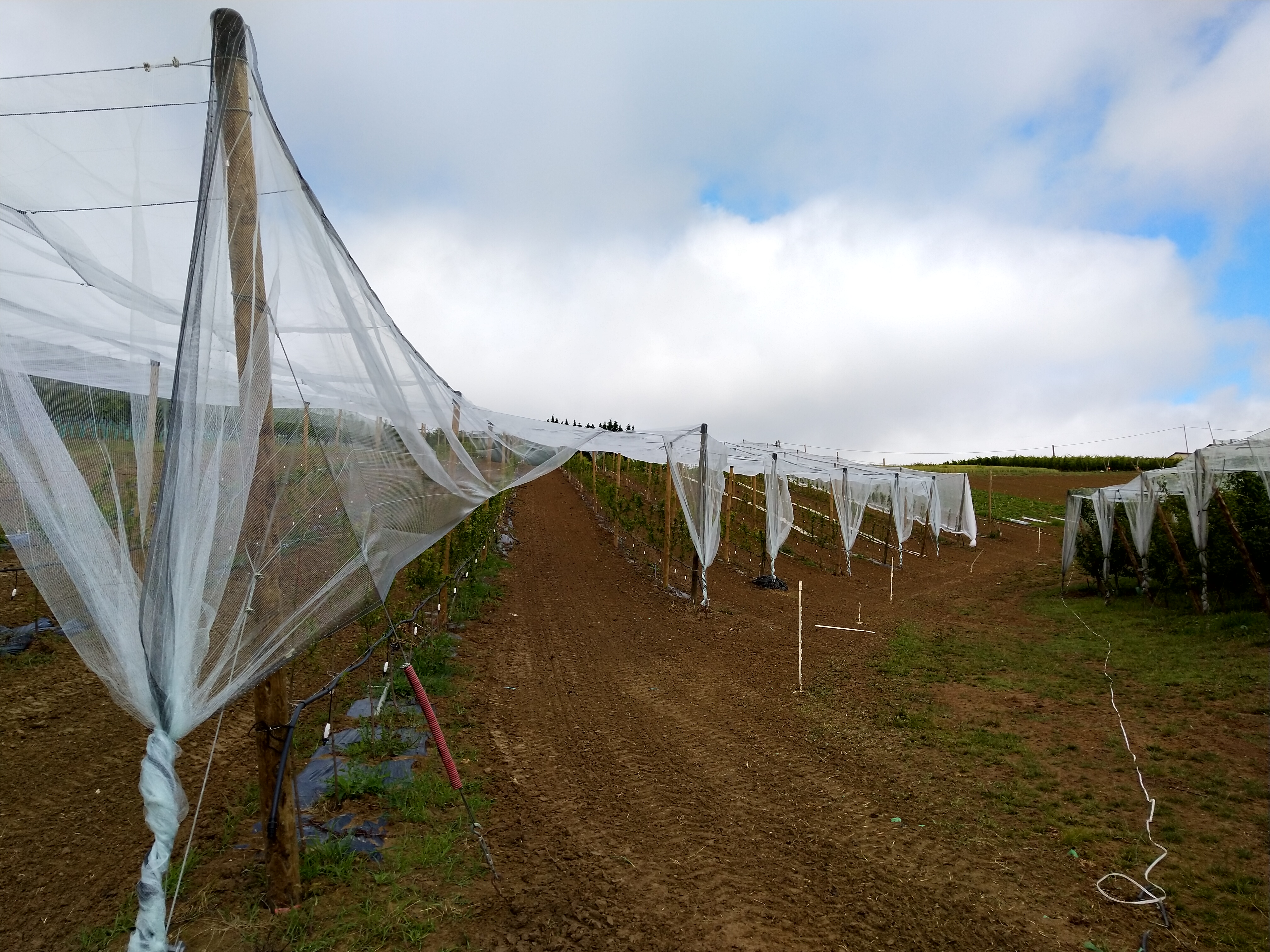 Verger PRUMEL au 12 juin 2020