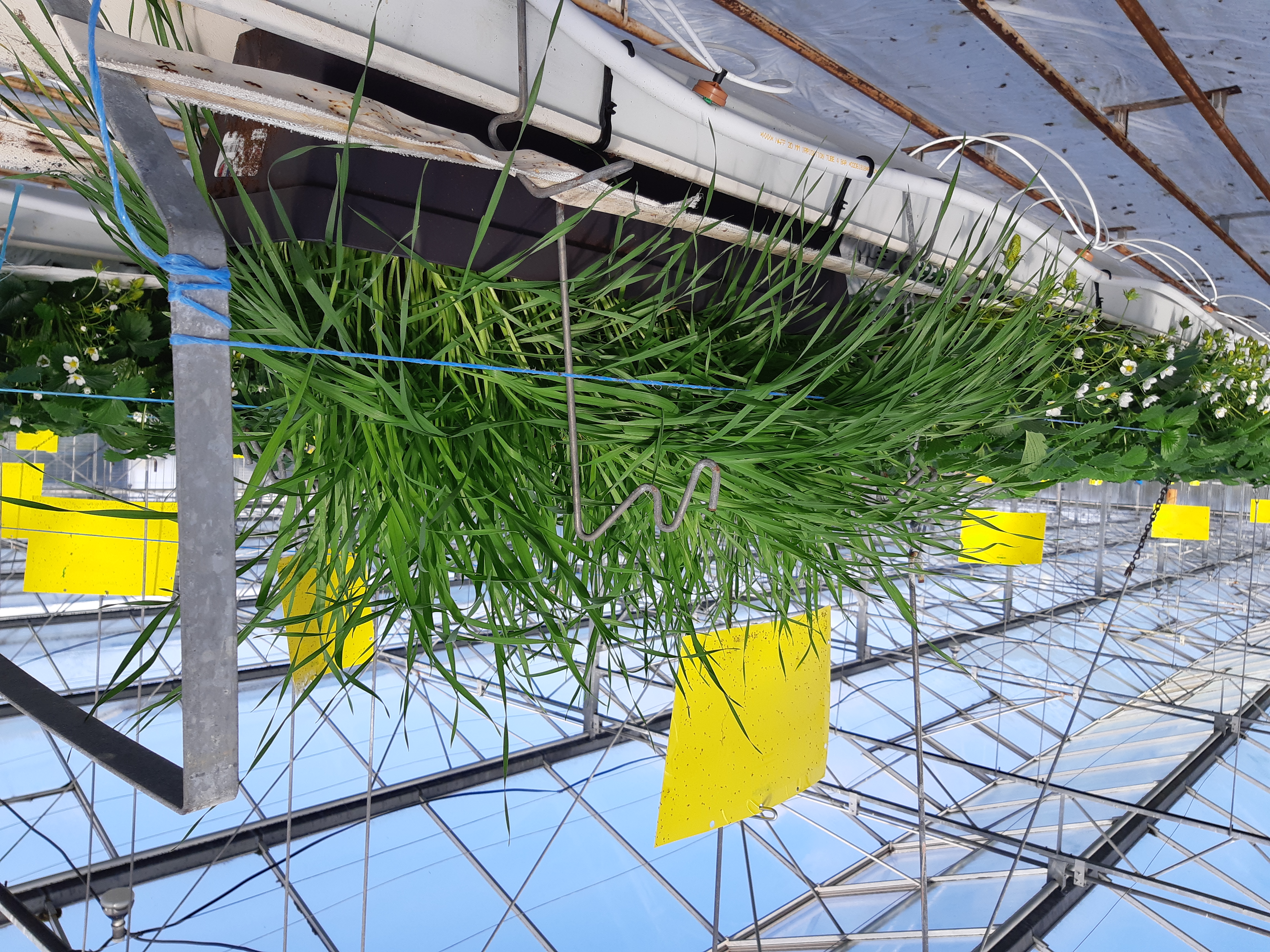 Jardinière de triticales (plantes de services)