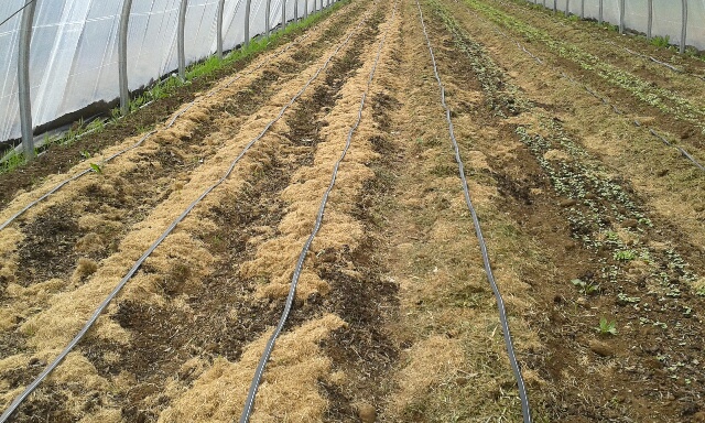 Apports de fumier d'ânes et de tontes d'herbes