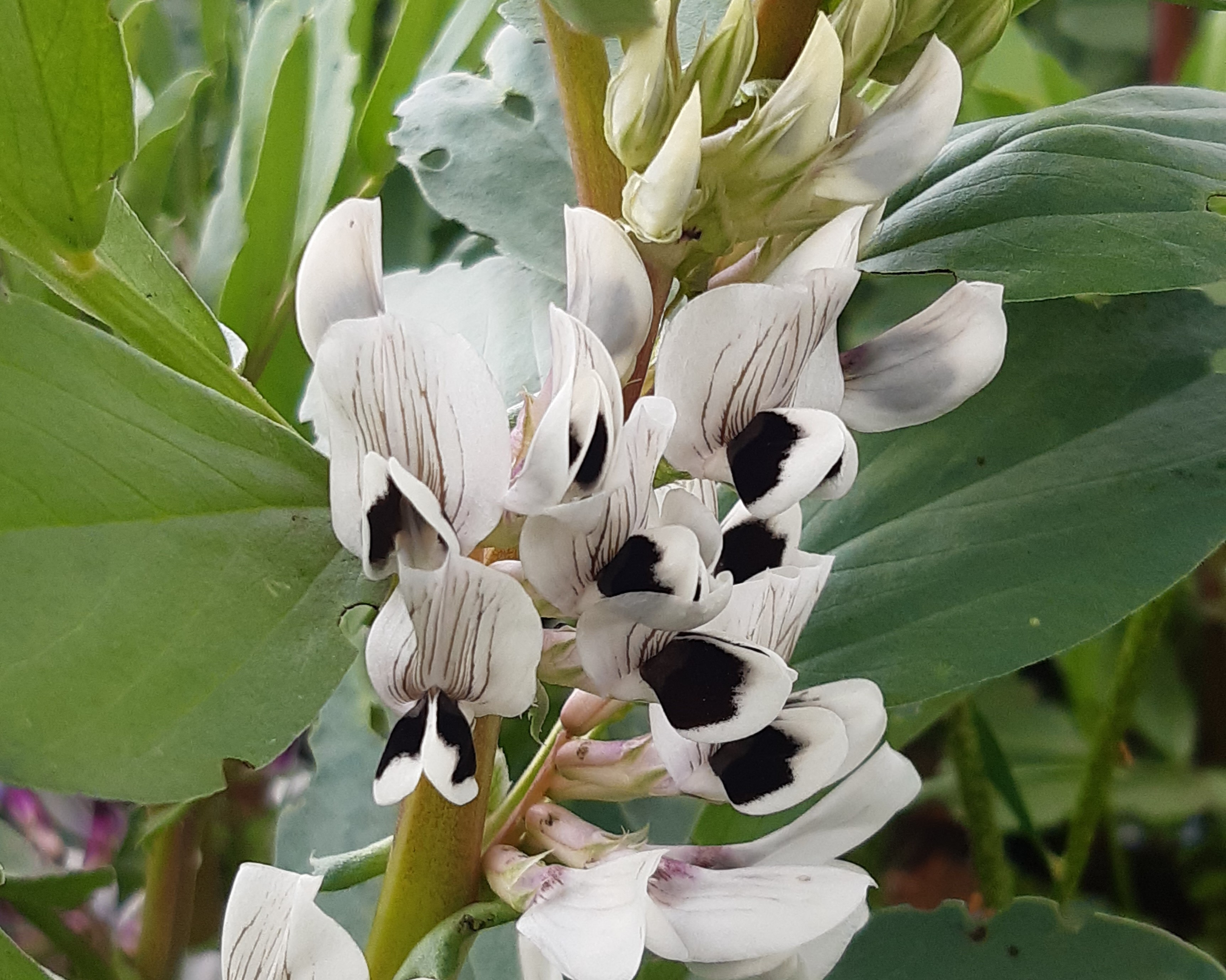 Féveroles Bio, Système Autonome La Saussaye