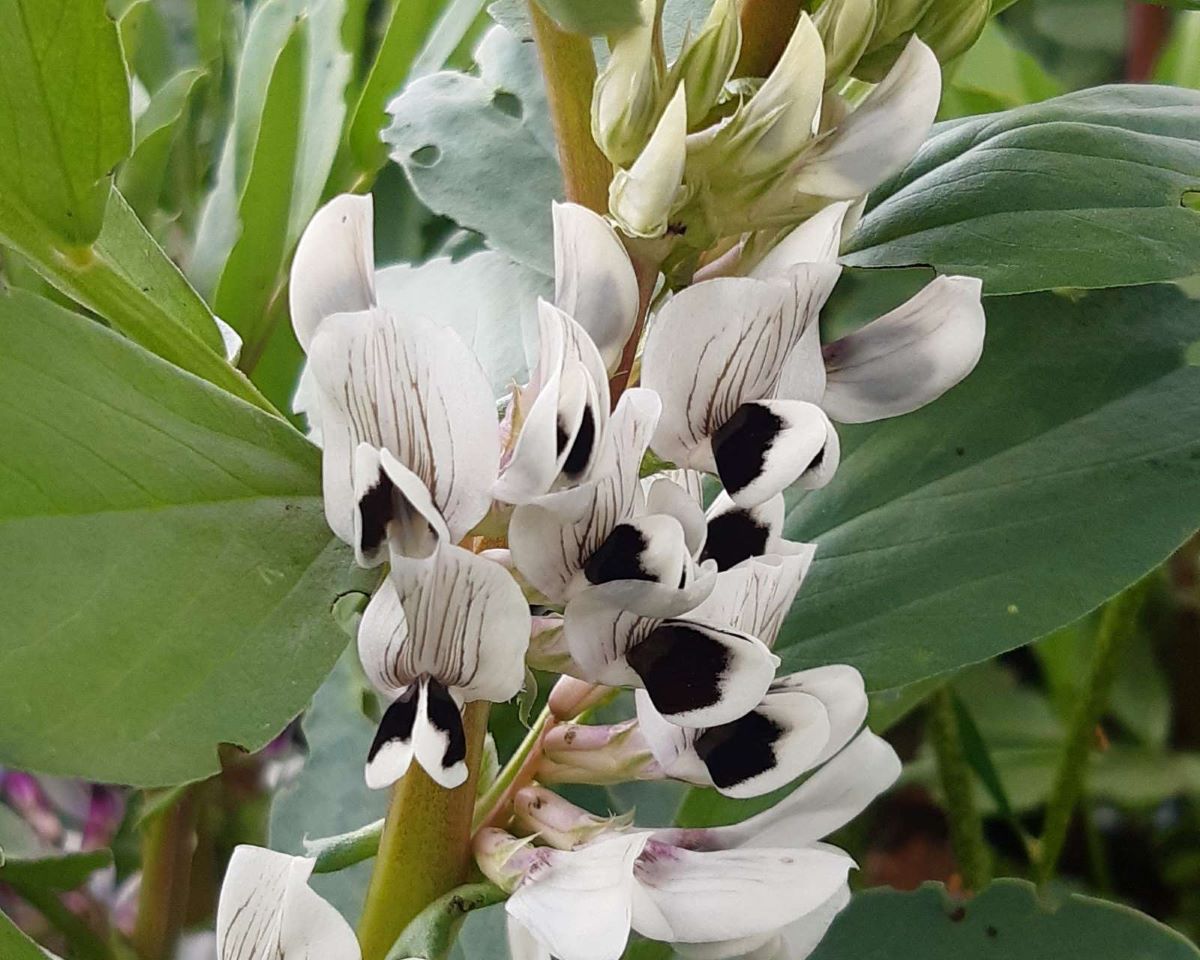 Féverole système autonome