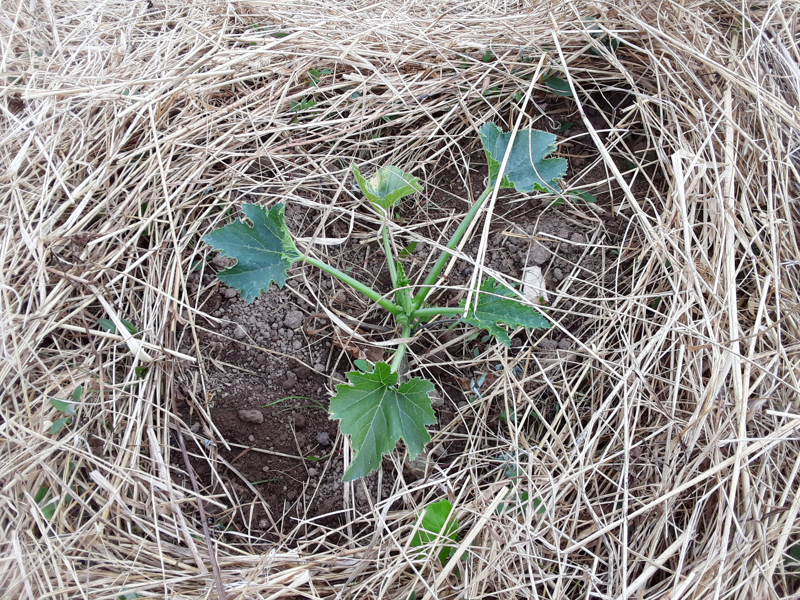 Courgette sur paillis organique