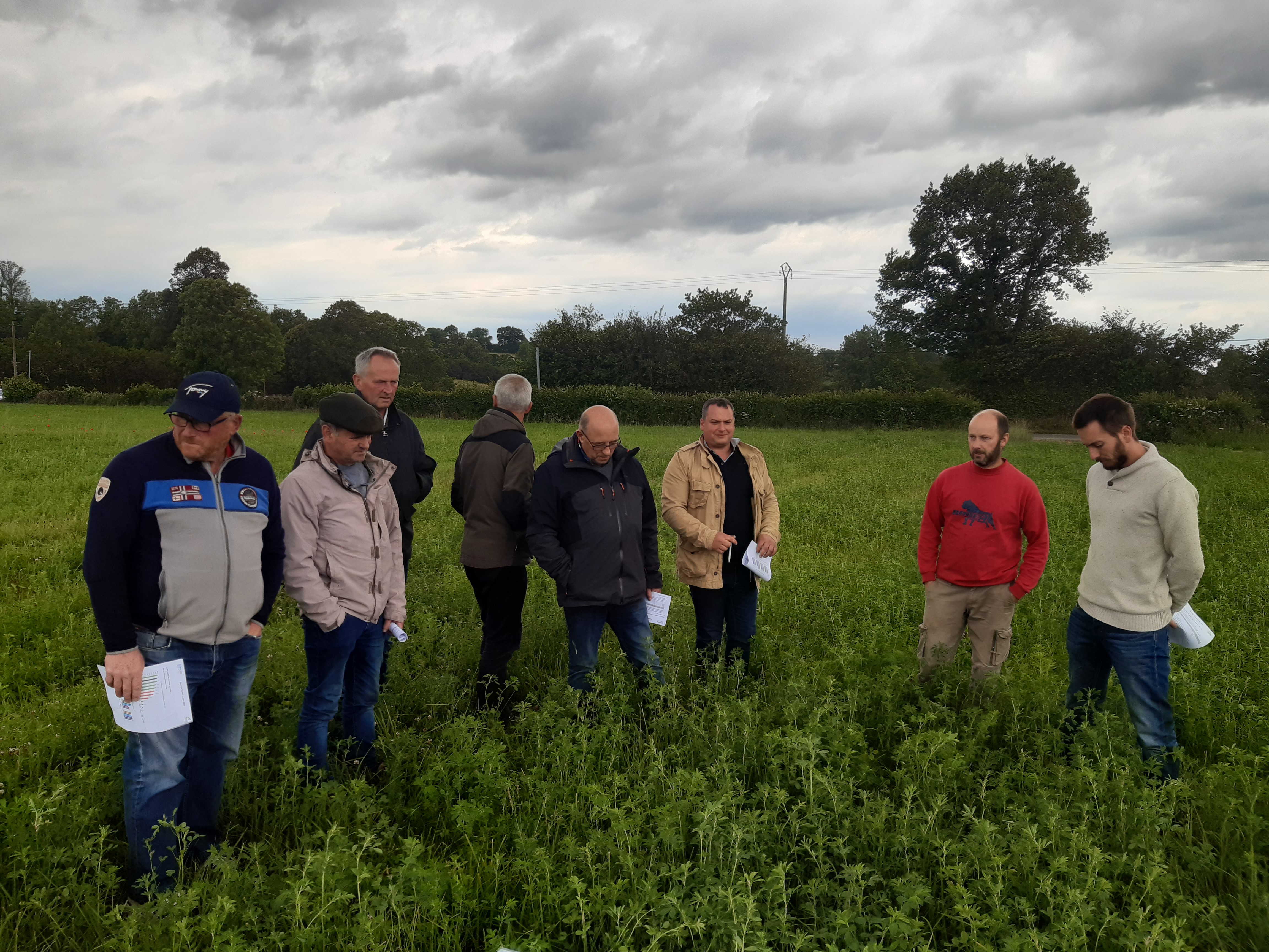 Le groupe DEPHY devant un mélange luzerne-dactyle de 5 ans de 5 ans