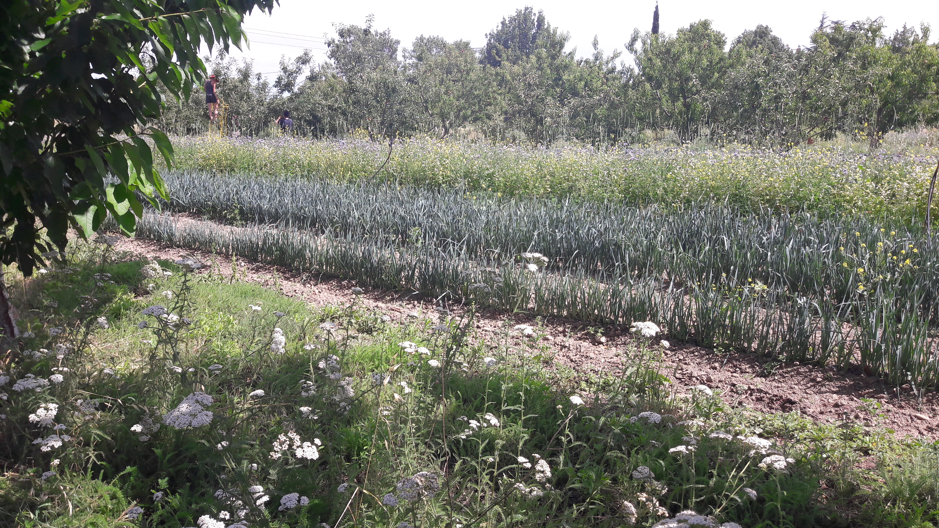 planche maraîchère entre rangs de fruitiers
