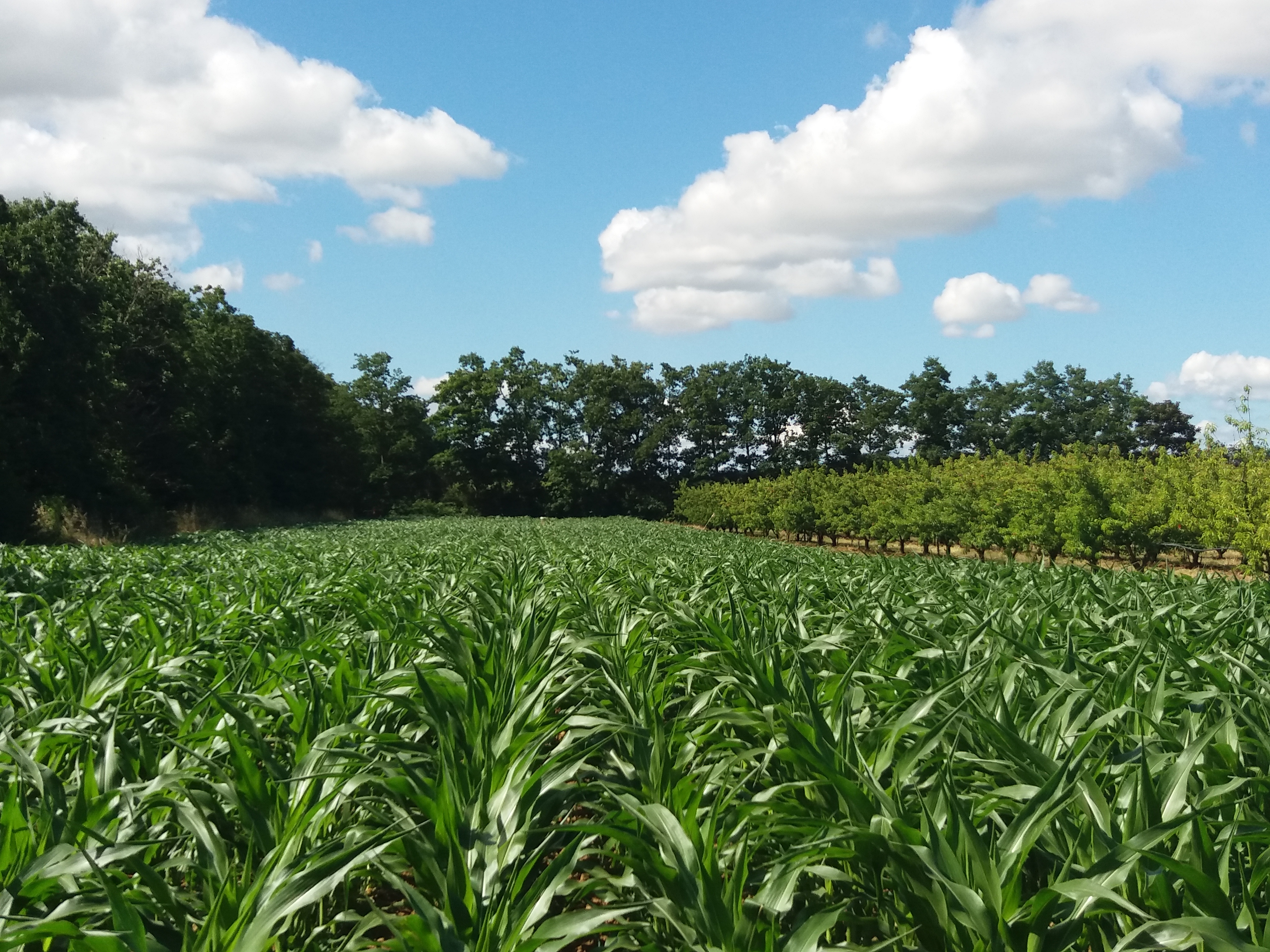 Système agroforestier - Maïs - Pêchers - Haies