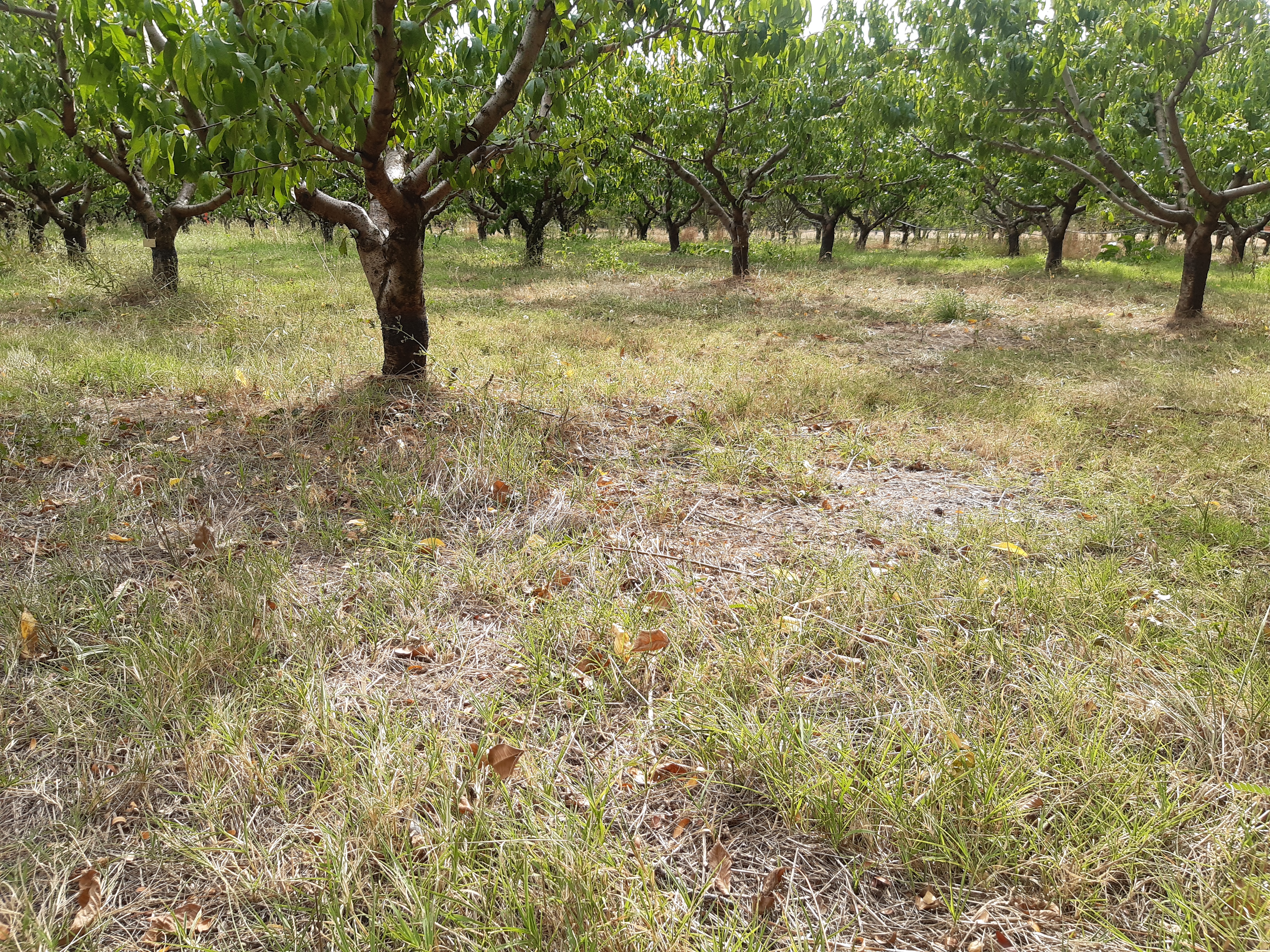 enherbement eco+elise