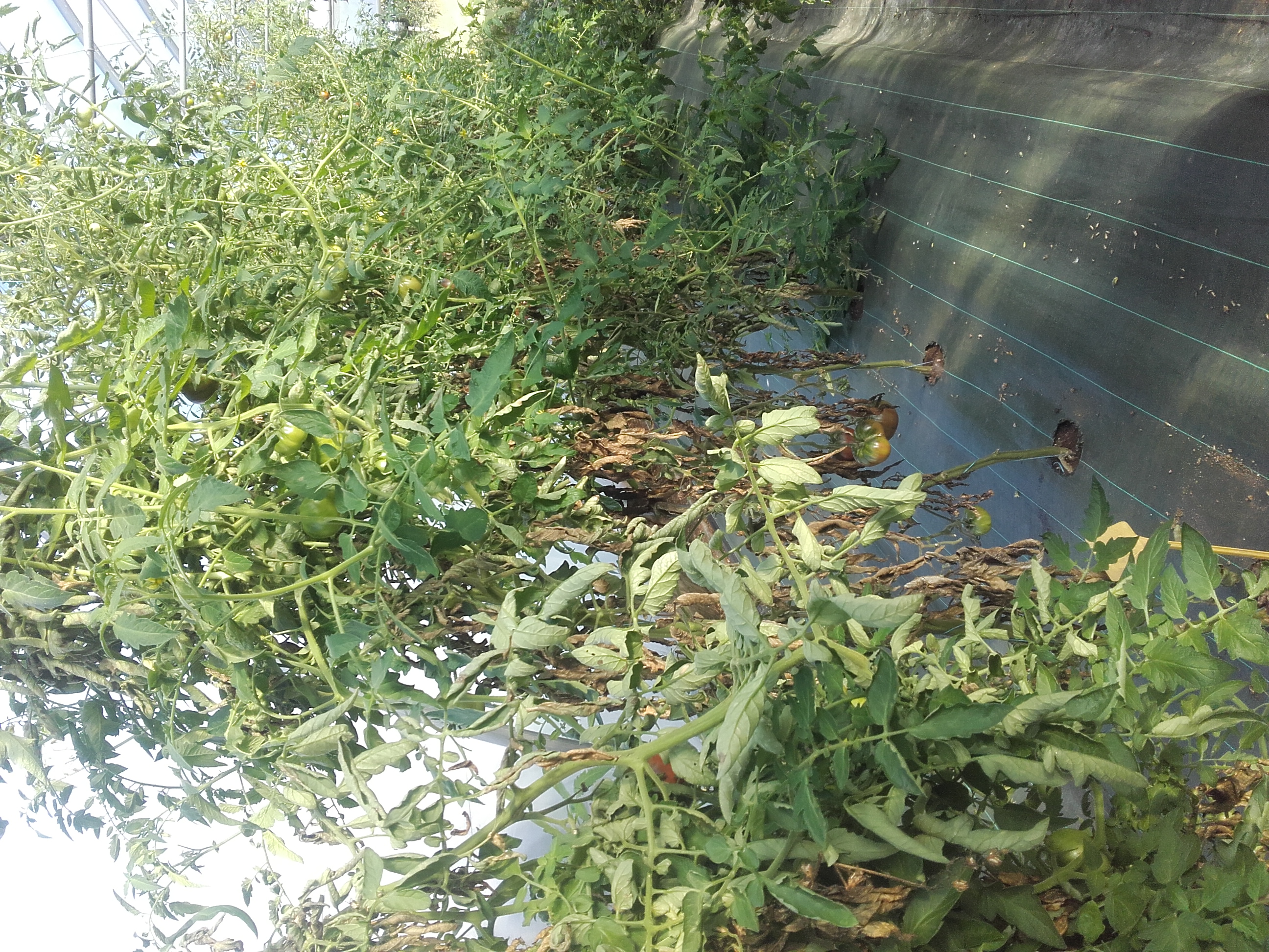 Série de tomate suivie sans travail du sol ni fertilisation