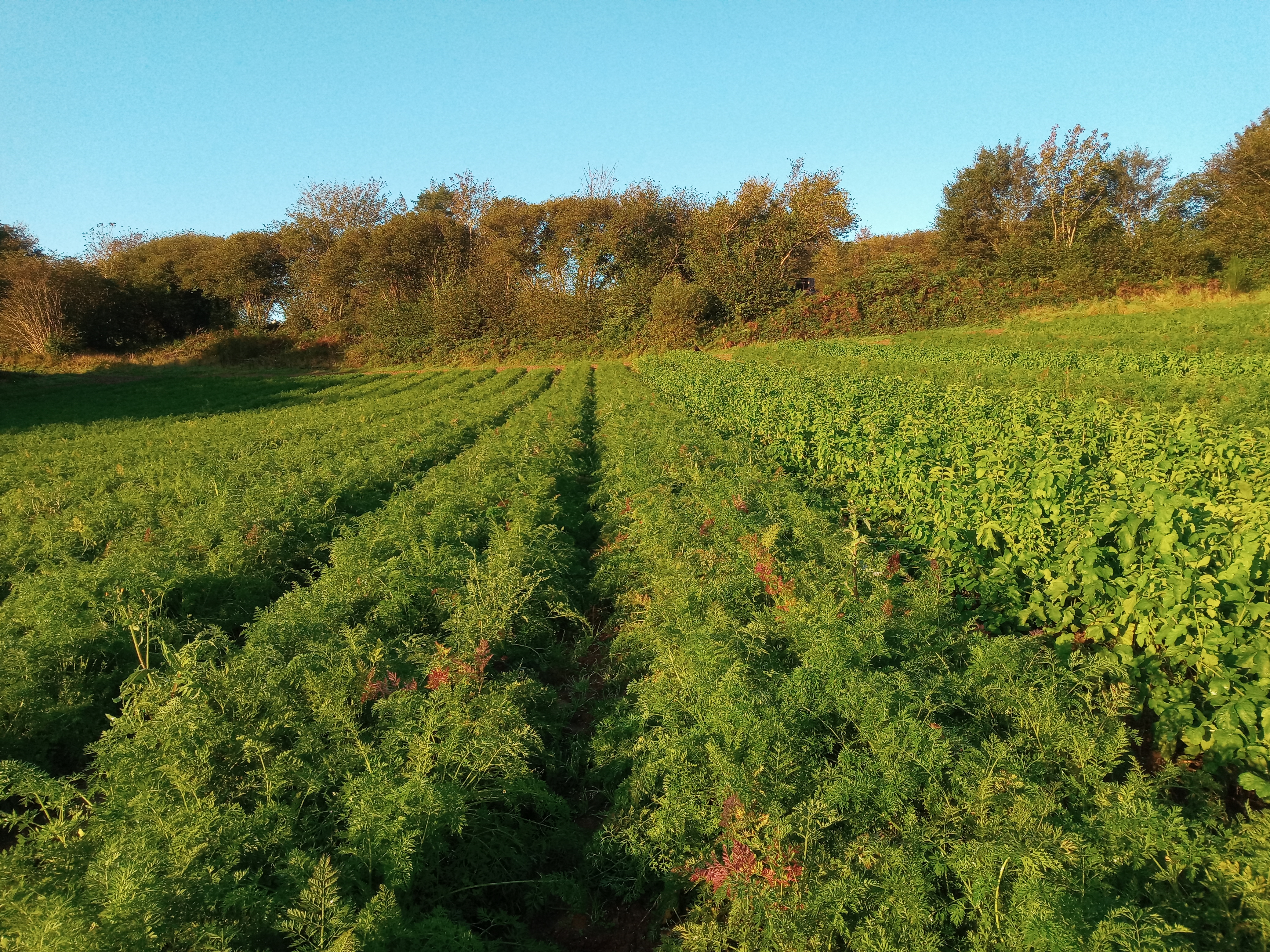 Carotte sur SdC étudié