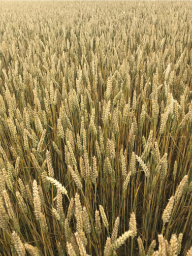 Blé de la parcelle AUMON , juin 2021, modalité sans traitement de semences