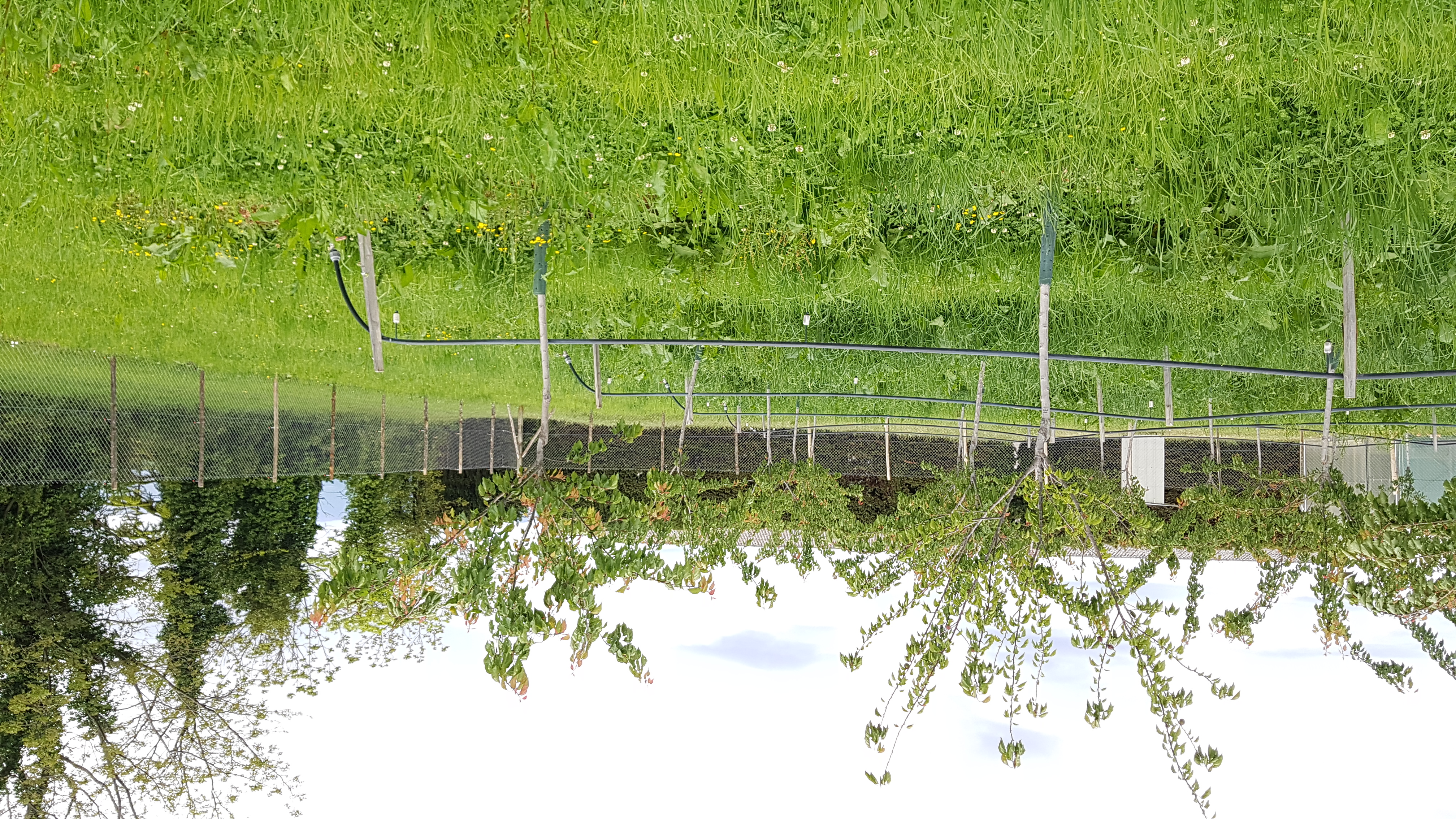 Système associant verger d'abricotiers et poules pondeuses