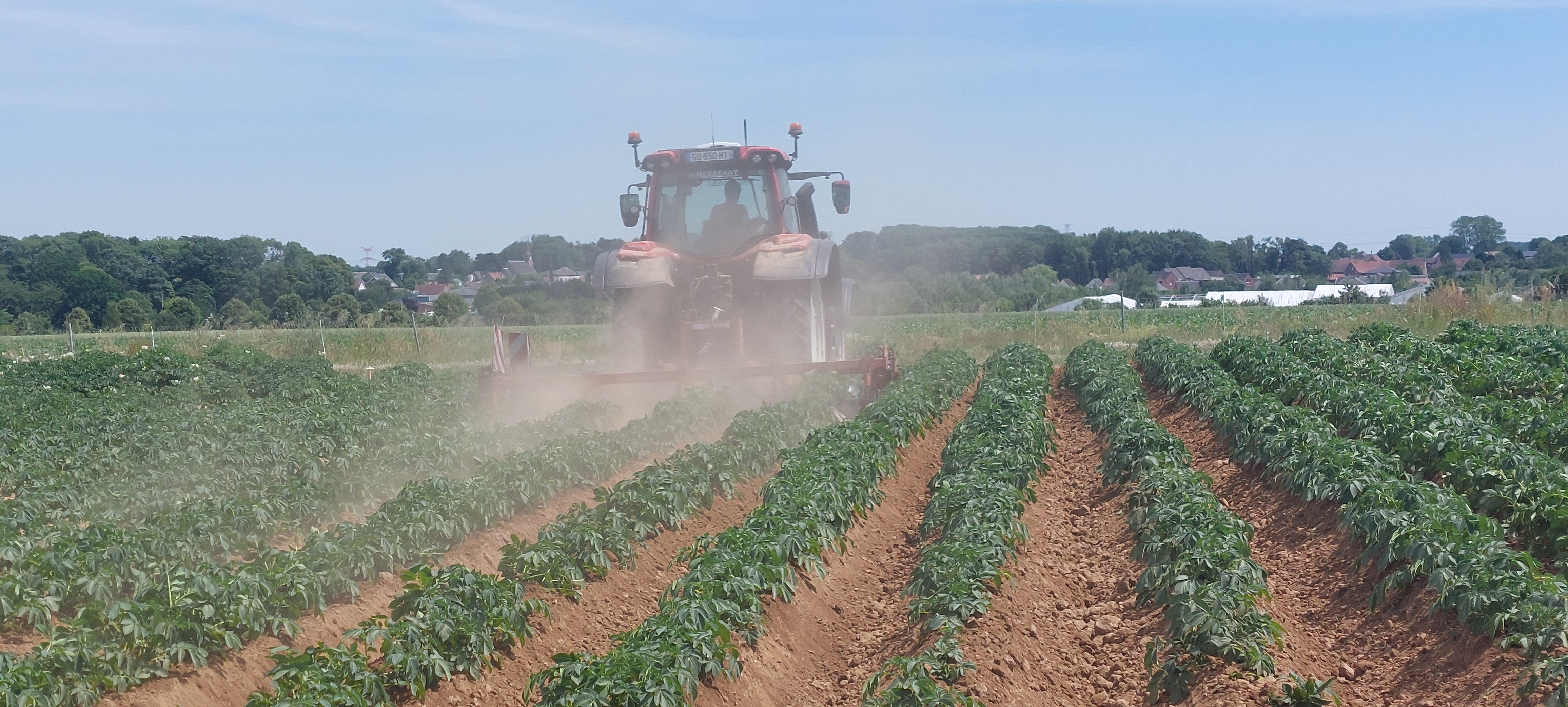 Exemple de désherbage mécanique : buttage sur culture de pomme de terre.