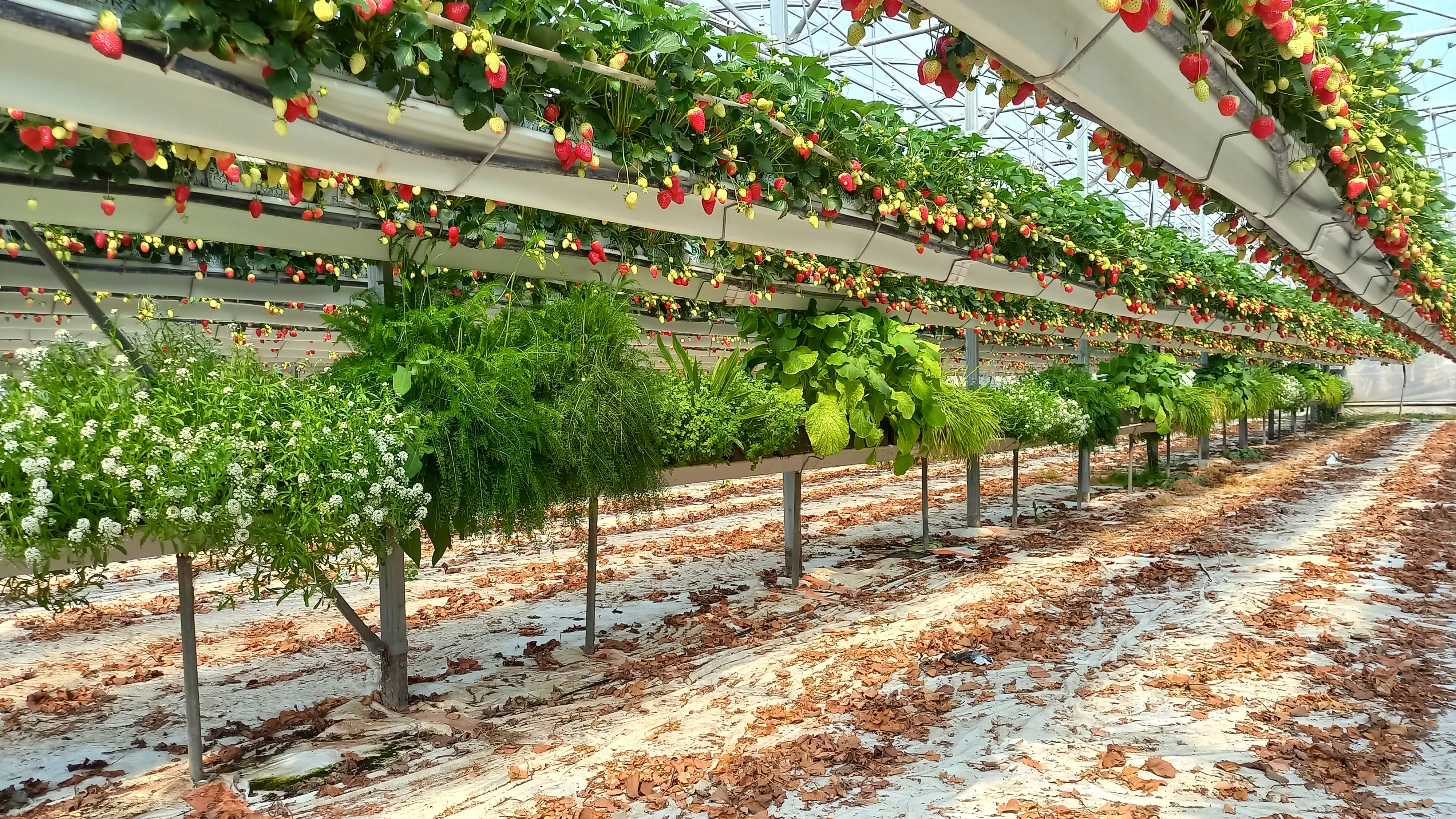 Plantes de services dans une culture de fraisiers hors-sol