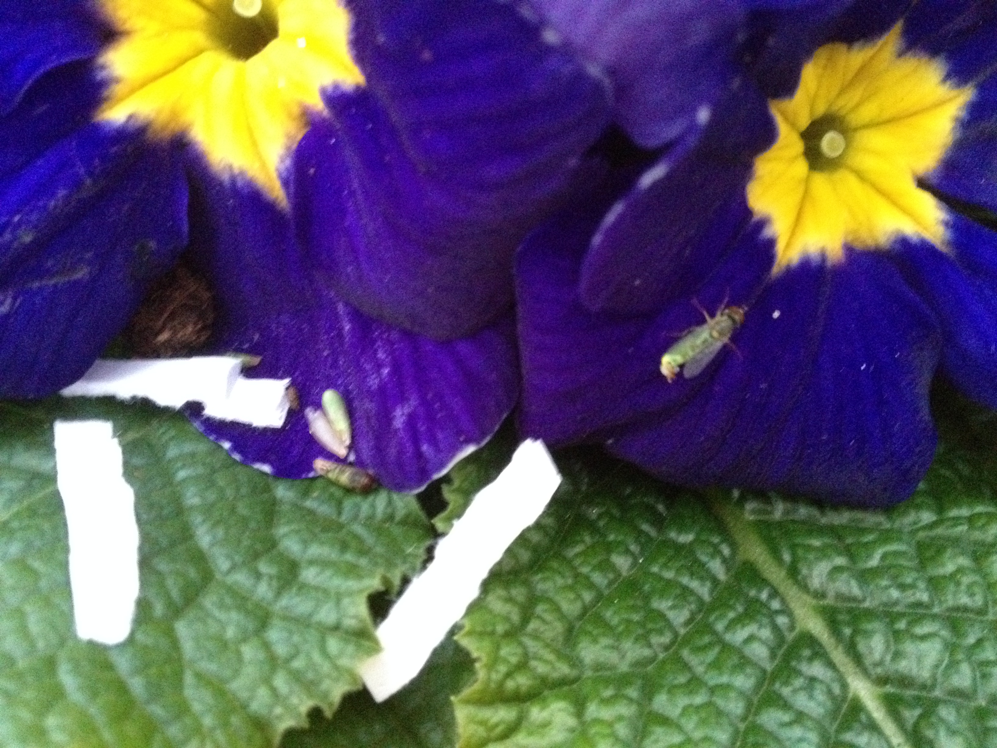 syrphe: Shaerophoria rueppelii