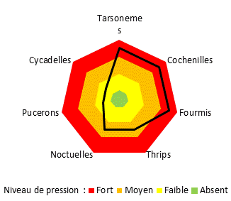Ravageurs sur site ARMEFLHOR