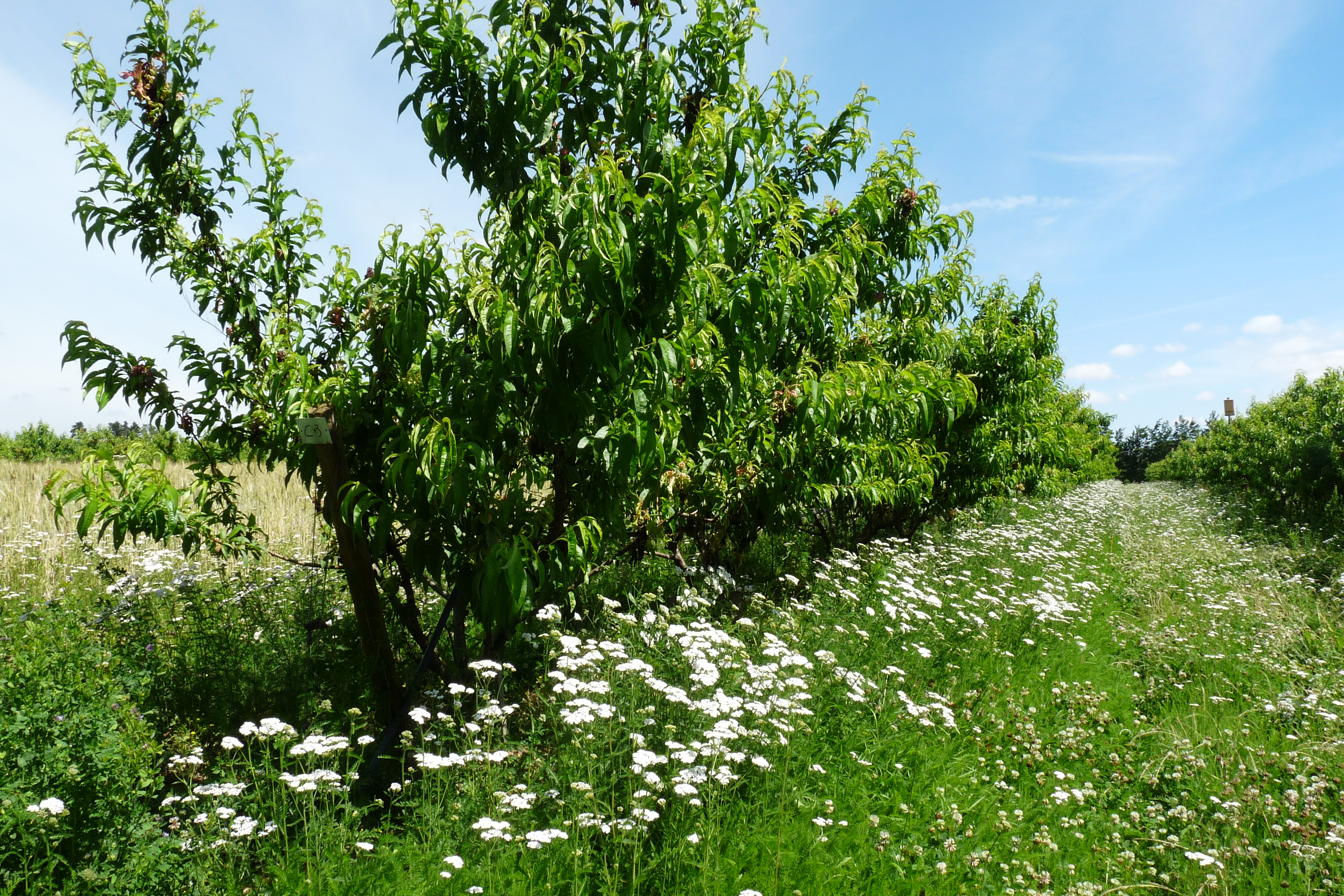 Pëchers _ Système agroforestier
