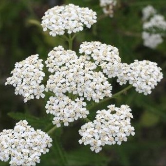 Achillea millefolium