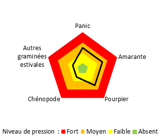 Panic, amarante et pourpier dominent dans ces sols