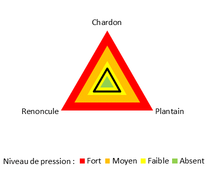 Pression d'adventices sur la parcelle de pommiers en agroforesterie