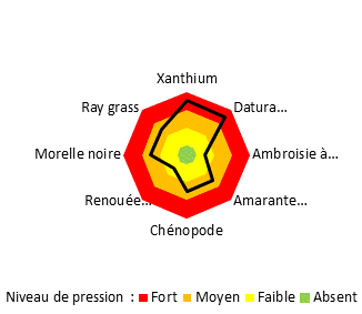 Pression importante en Xanthium et Datura