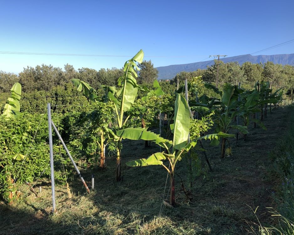 Association bananiers et fruits de la passion