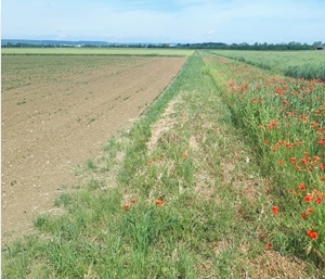 Bande enherbée en bordure de parcelle