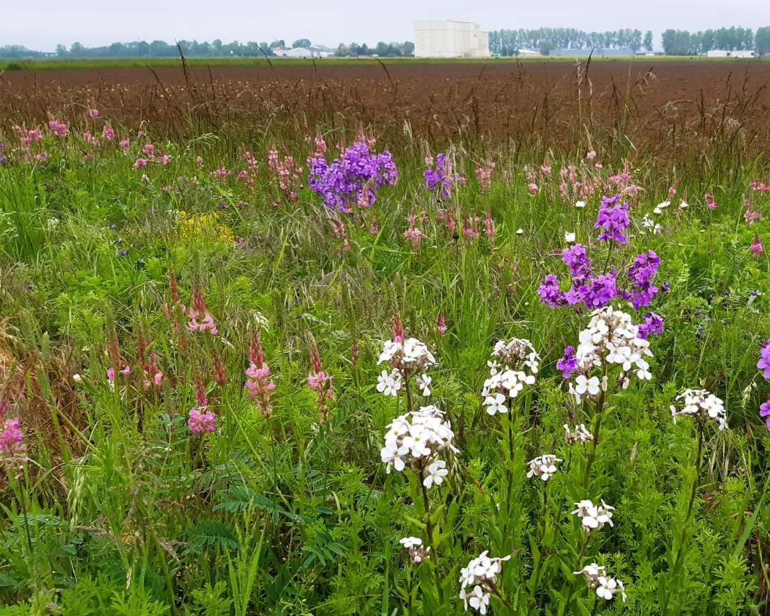 Photo d'une bande fleurie à proximité des parcelles Rés0Pest.