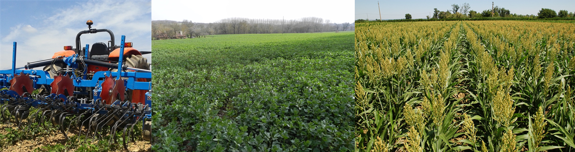 herse etrille soja, couvert feverole phacélie, sorgho