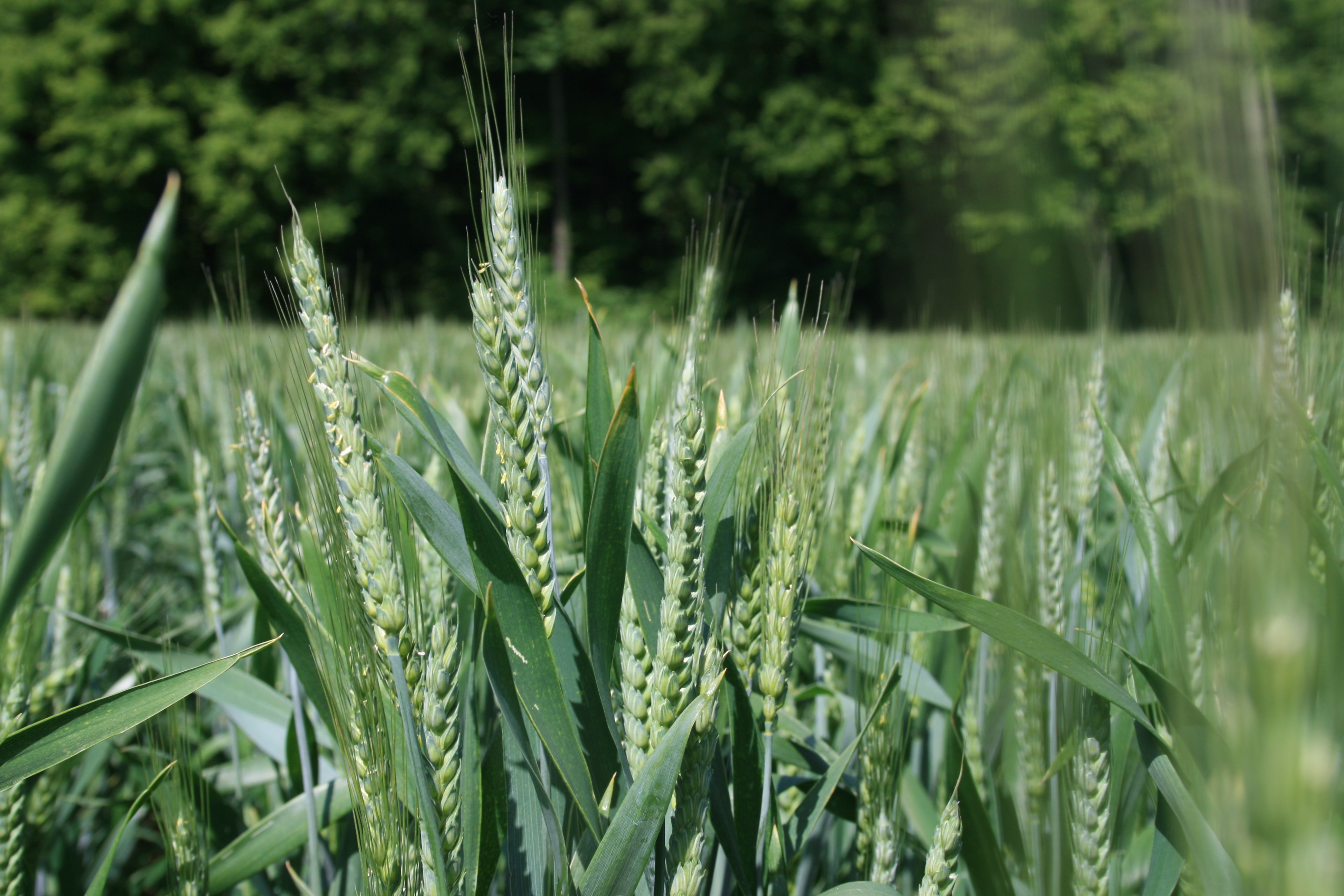 Mélange de 4 variétés de blé