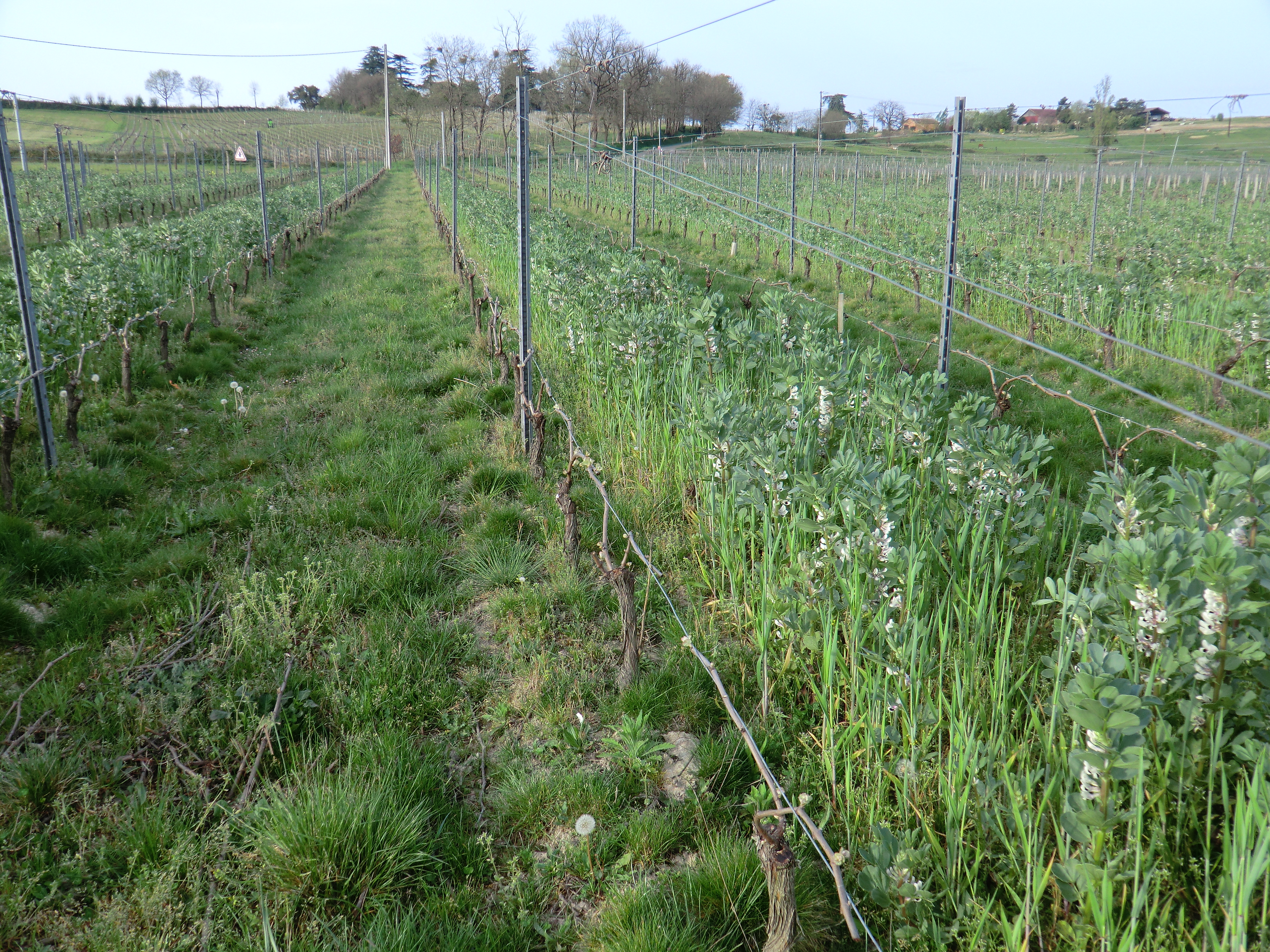 Gestion des sols par Fabien Tarascon depuis 2008
