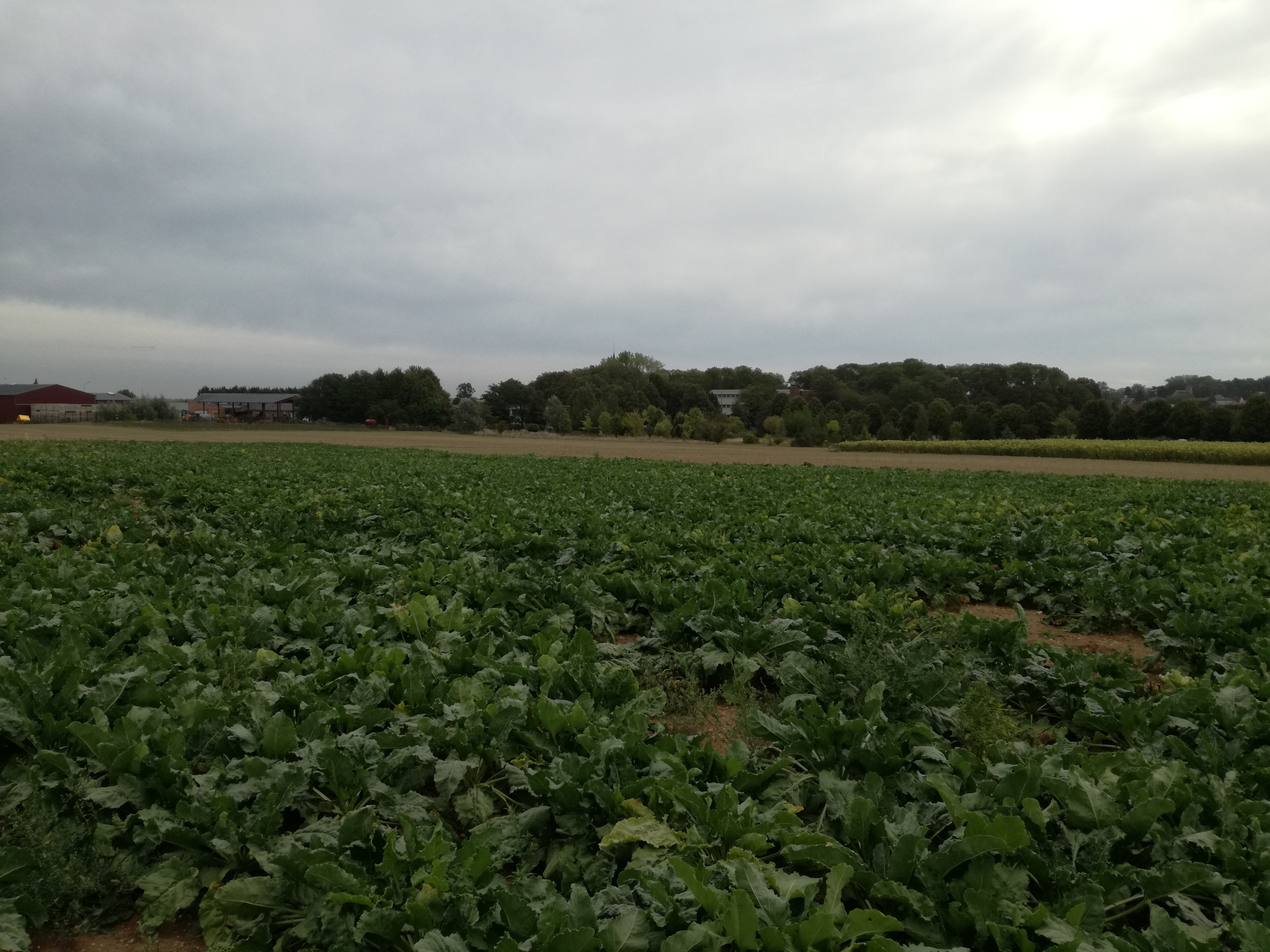 Bois et présence urbaine près du lycée