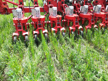 Broyage inter-rangs réalisé avec un outil Eco Mulch