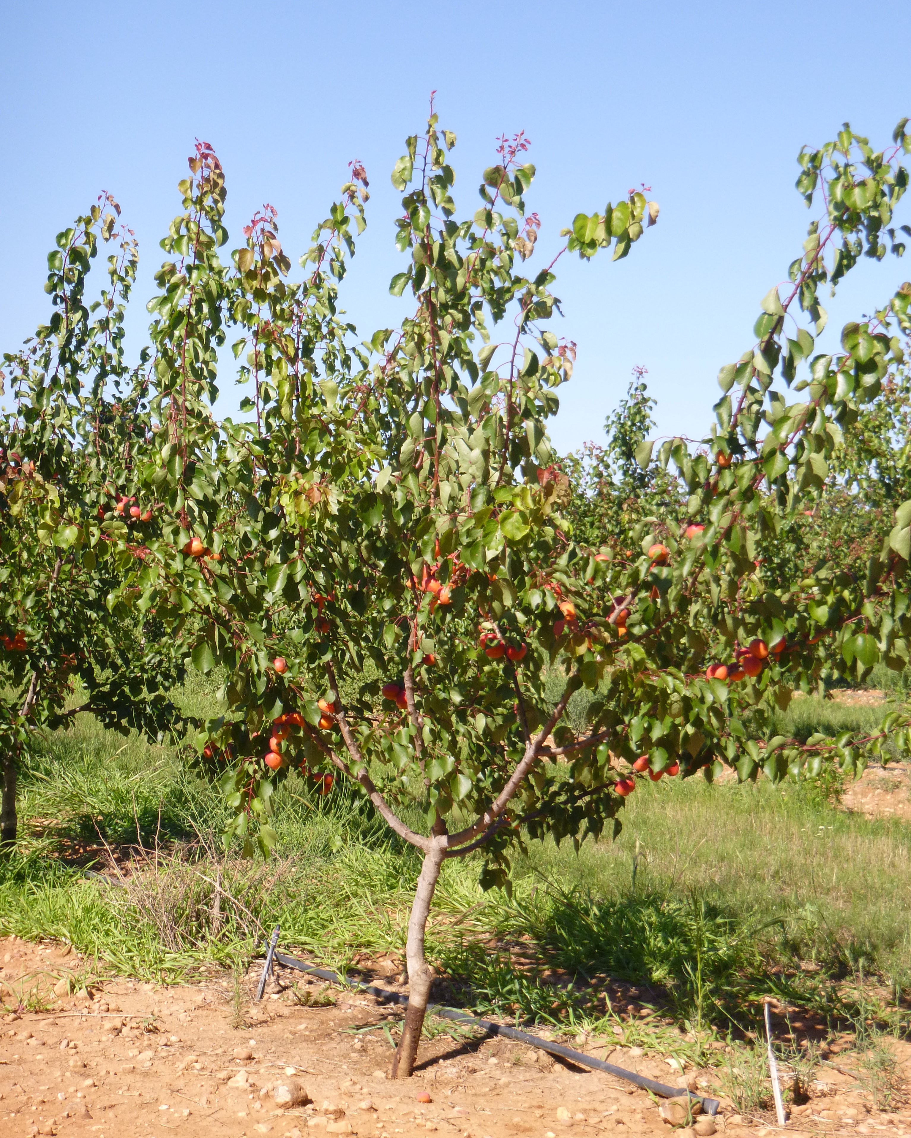 Modalité PFI de l'essai MIRAD sur le site de SudExpé St-Gilles
