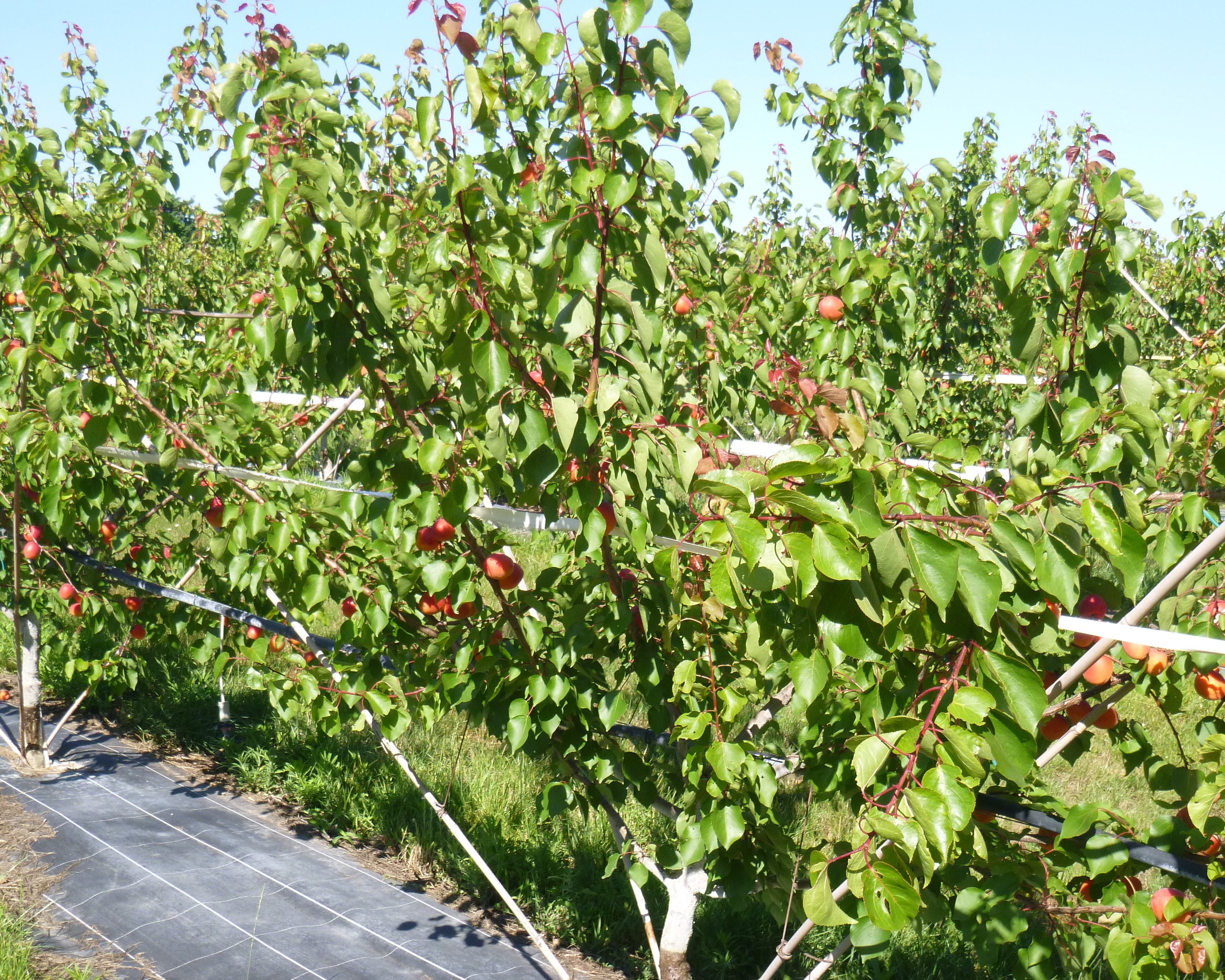 Modalité Eco-Innovante de l'essai MIRAD sur le site de SudExpé St-Gilles