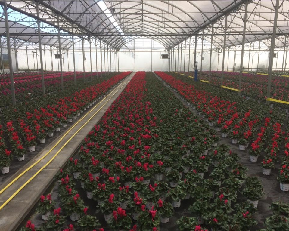 Culture de cyclamen sous serre