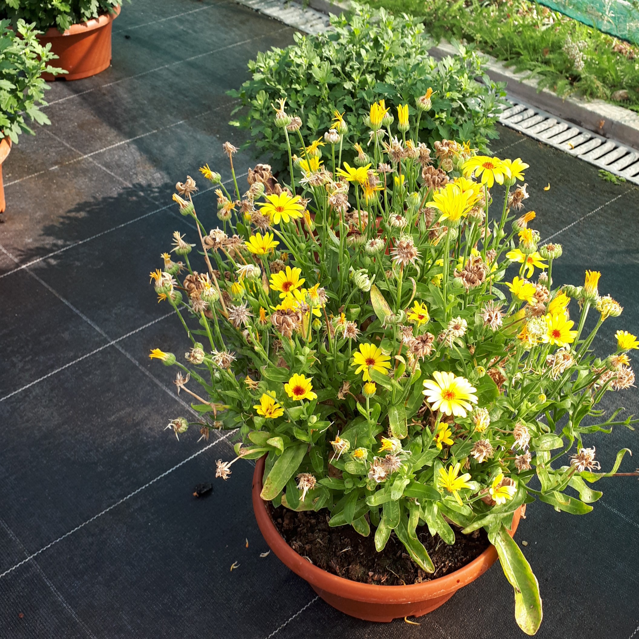 Calendula officinalis