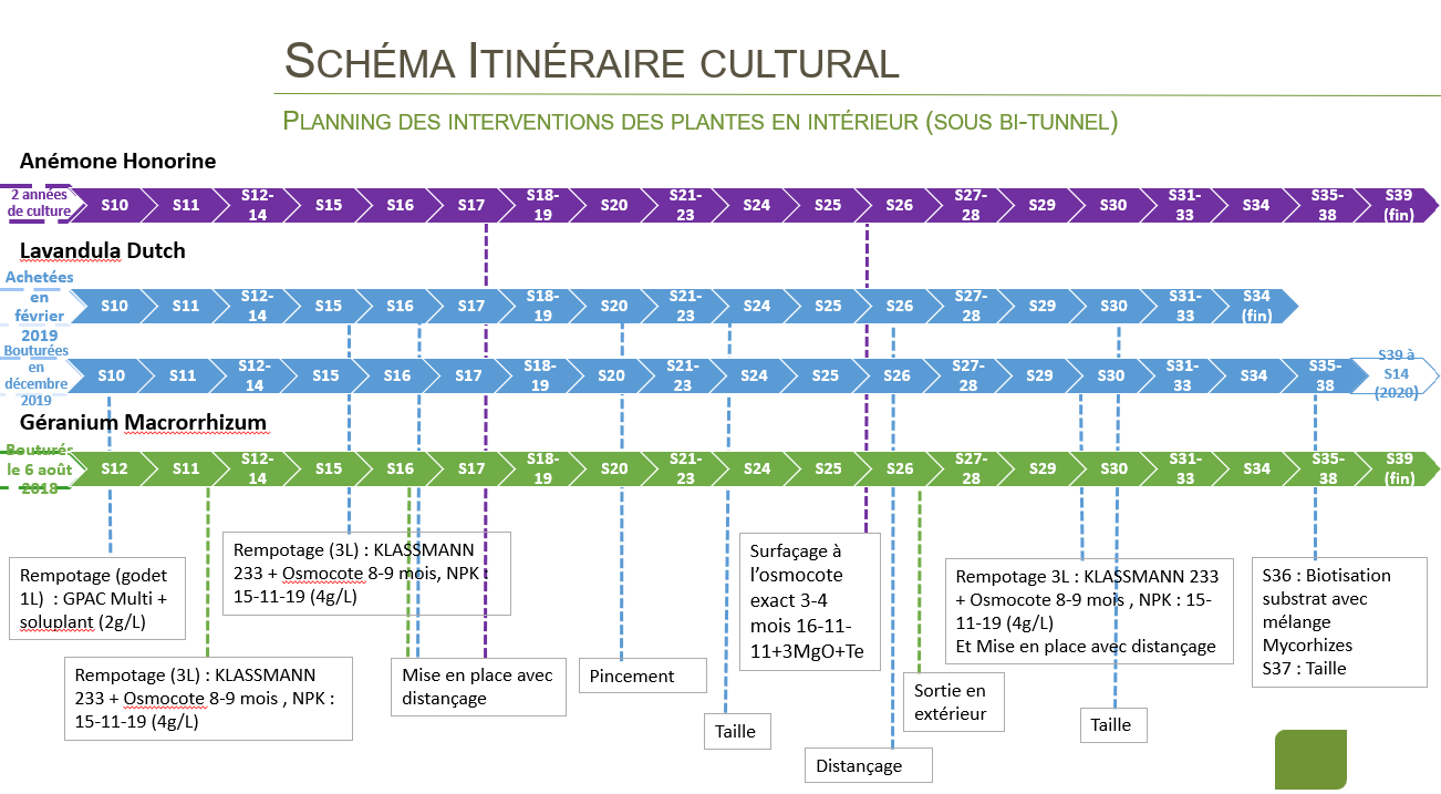 Schéma de culture