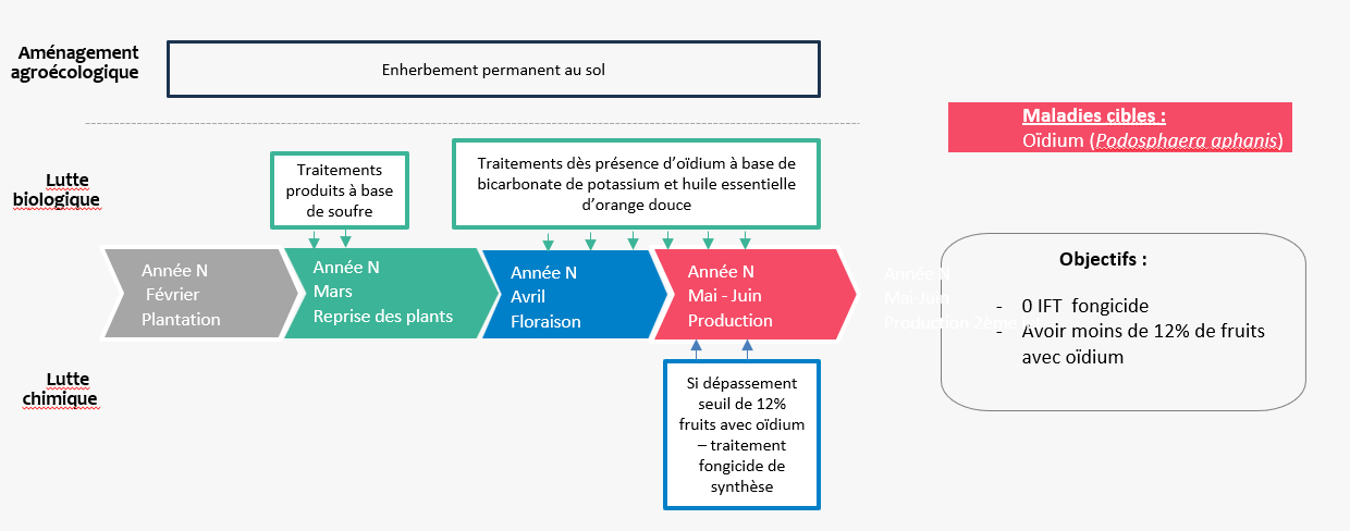 Schéma décisionnel de gestion de l'oïdium