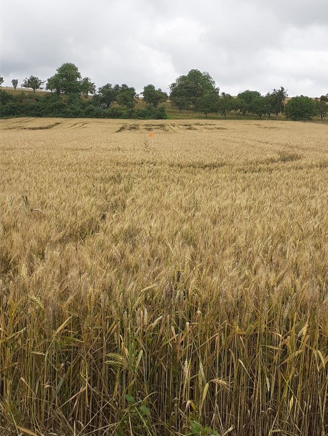 Triticale à Saint Benoit la Chipotte 2021