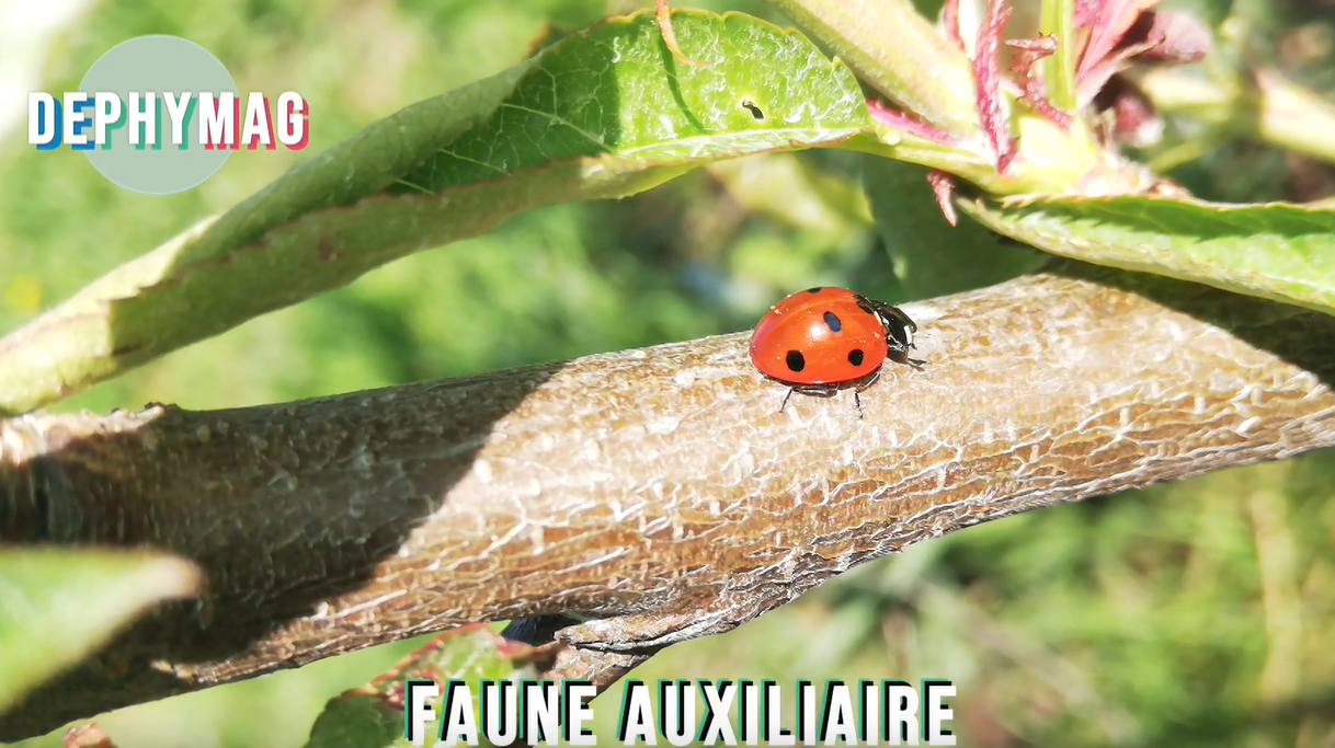 coccinelle